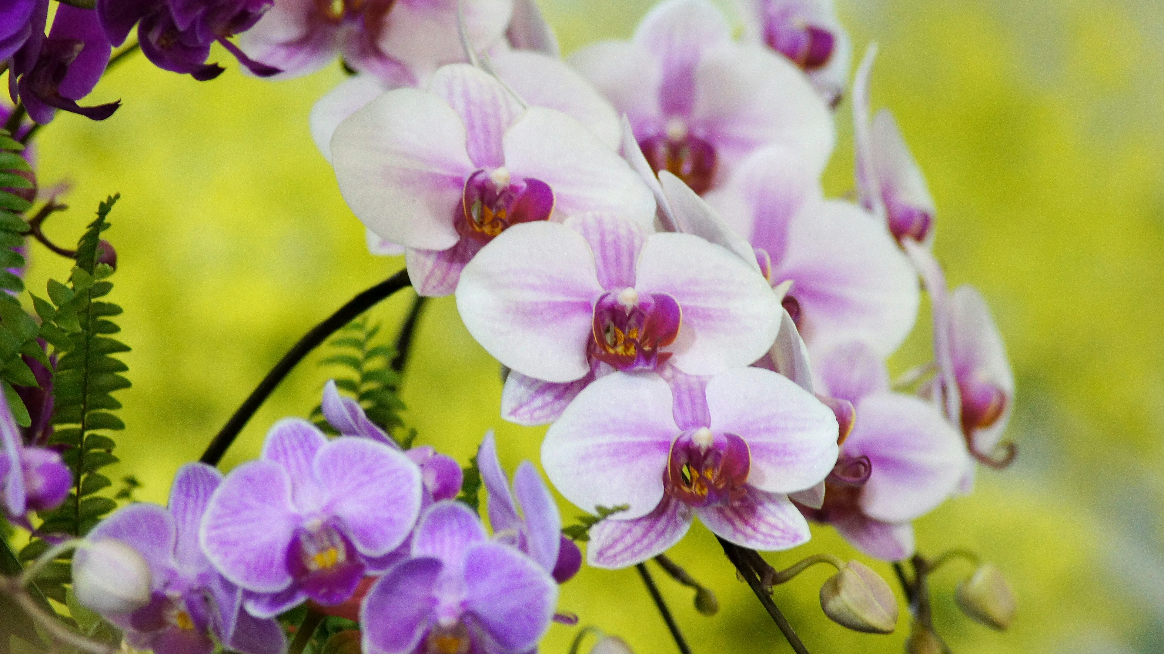 Hermosas flores de orquídeas moradas y blancas en flor