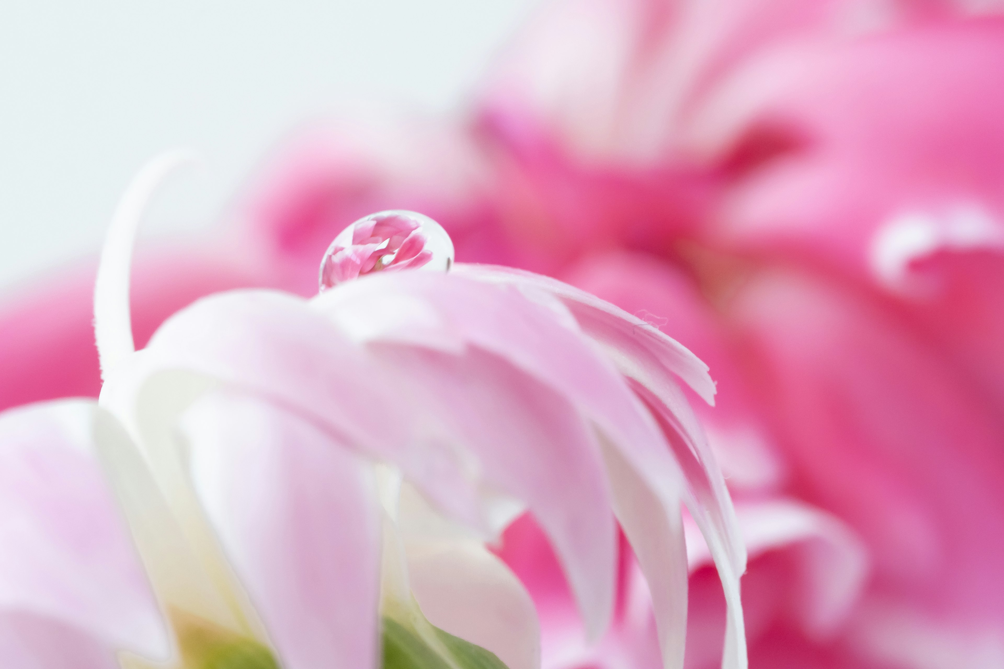 Primo piano di un petalo di fiore rosa con una goccia d'acqua