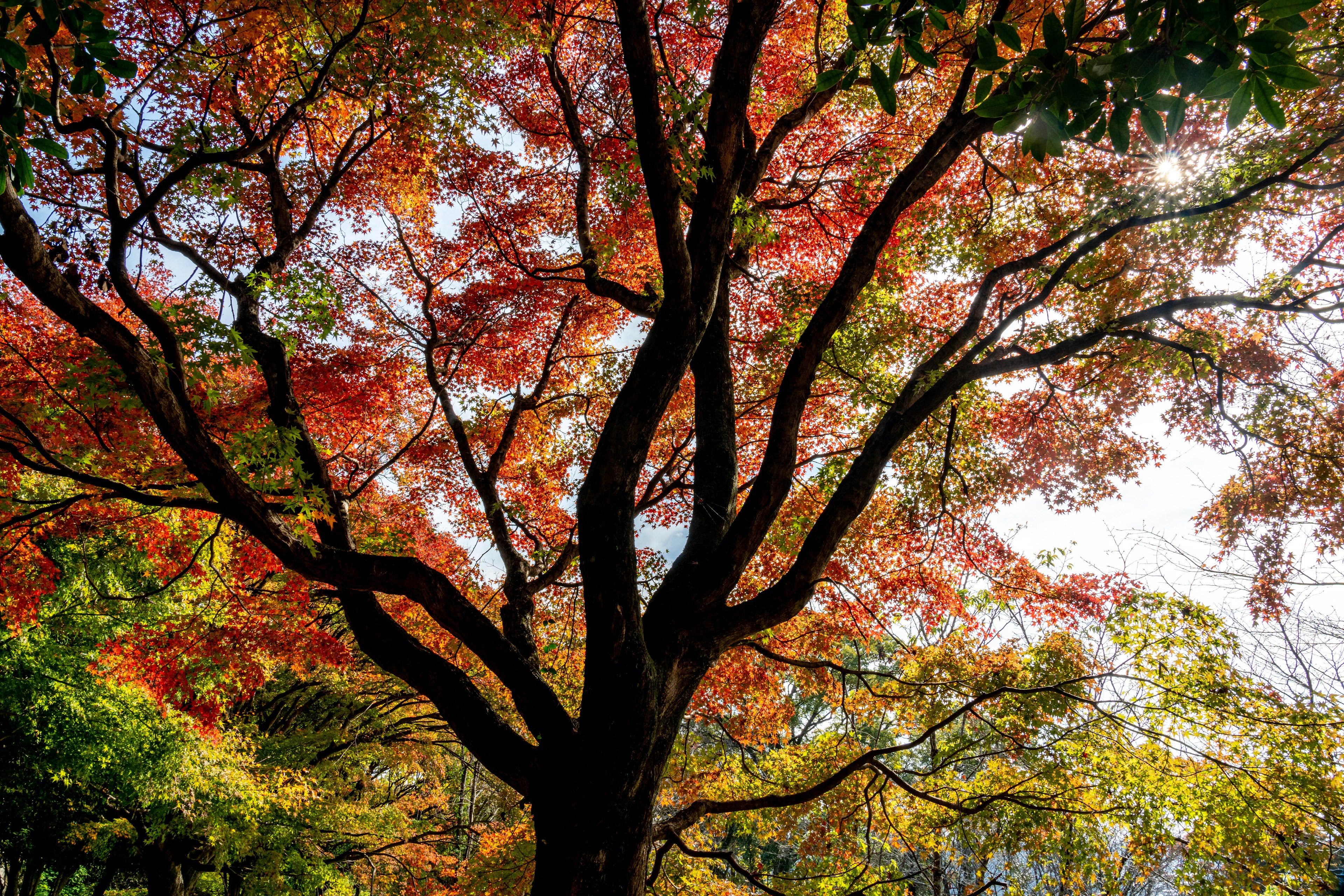 Blick von unten auf einen Baum mit bunten Herbstblättern