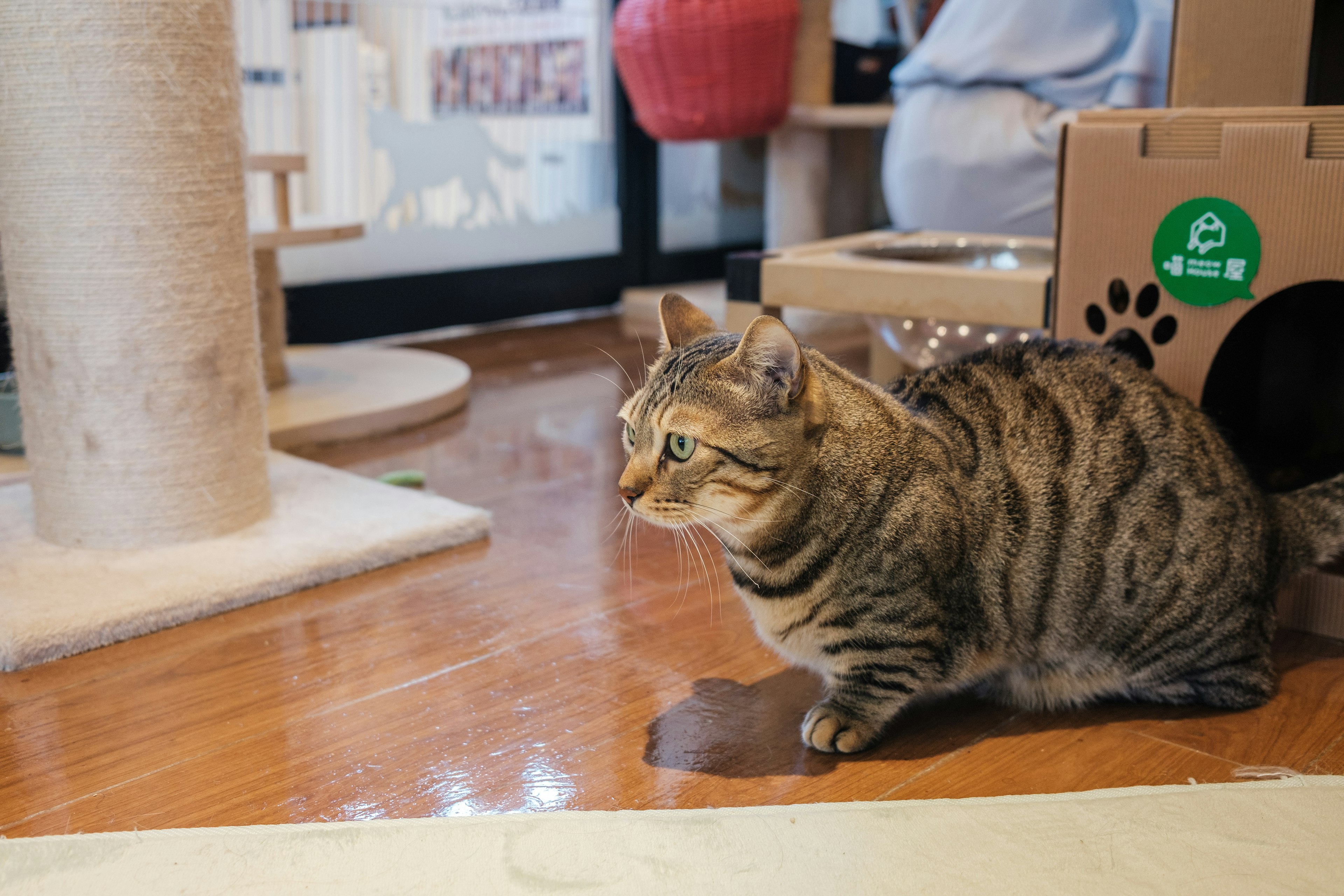 Un chat observant intensément dans un cadre intérieur