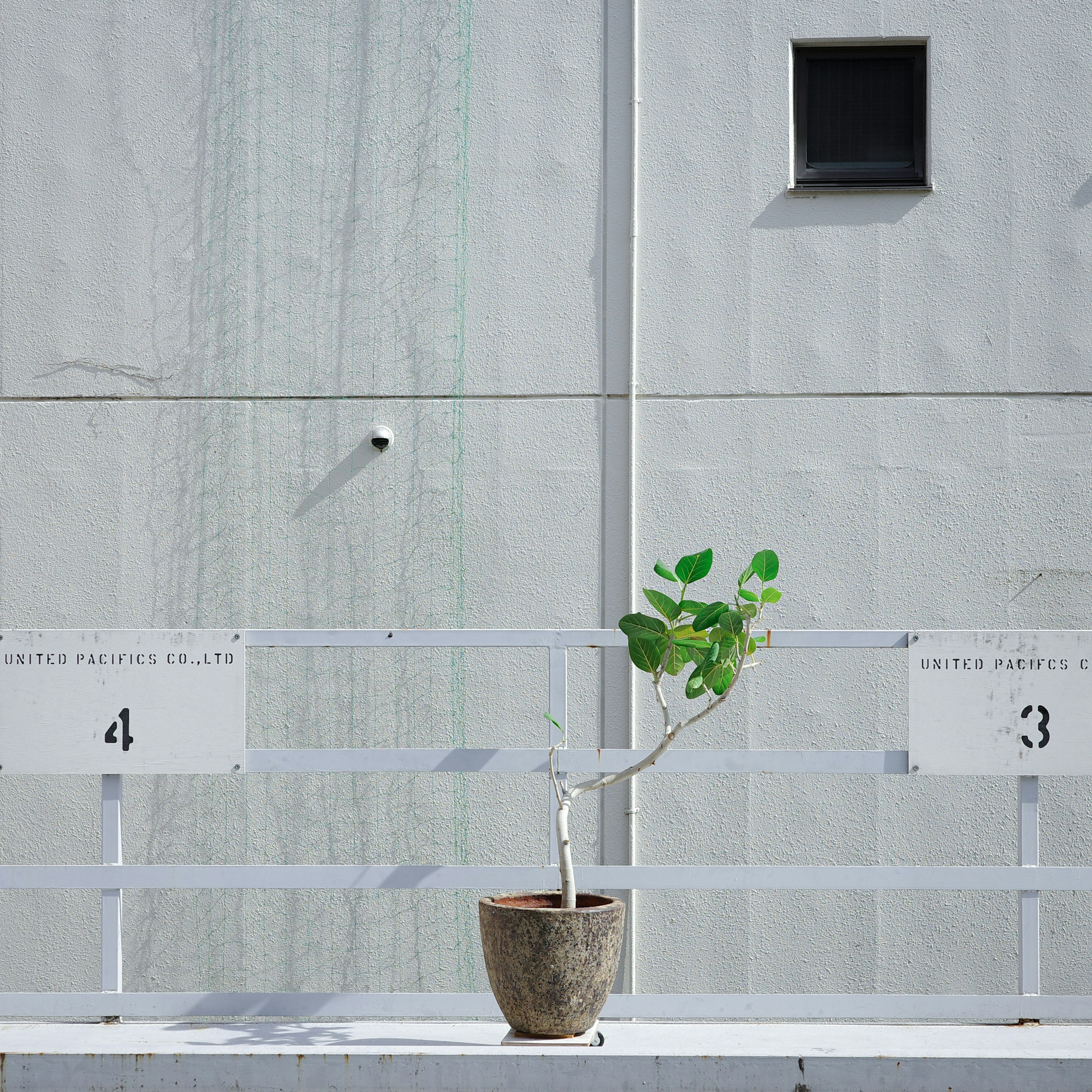 Pianta in vaso davanti a un muro bianco dal design minimalista