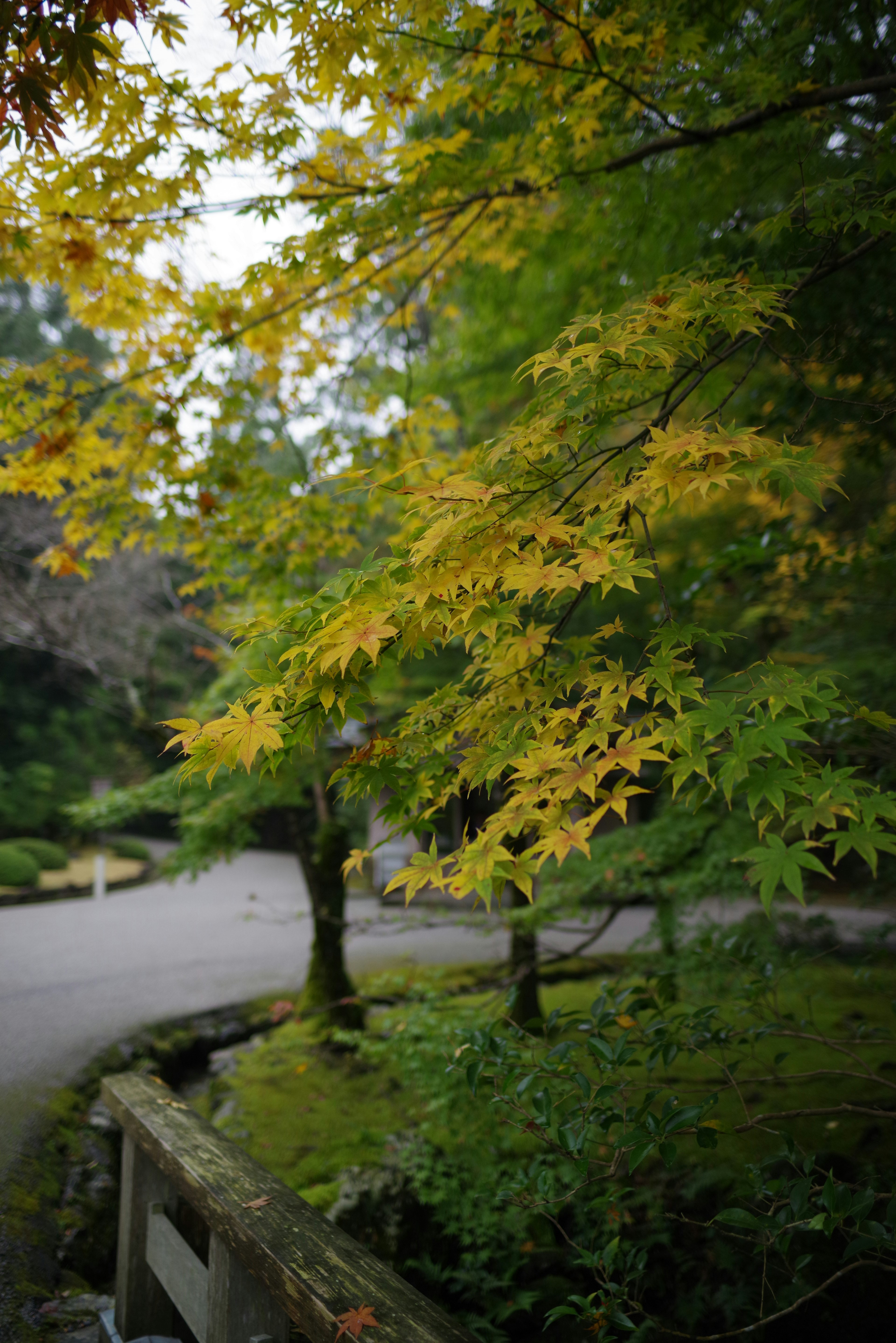 Vue pittoresque d'un parc avec des feuilles jaunes vives