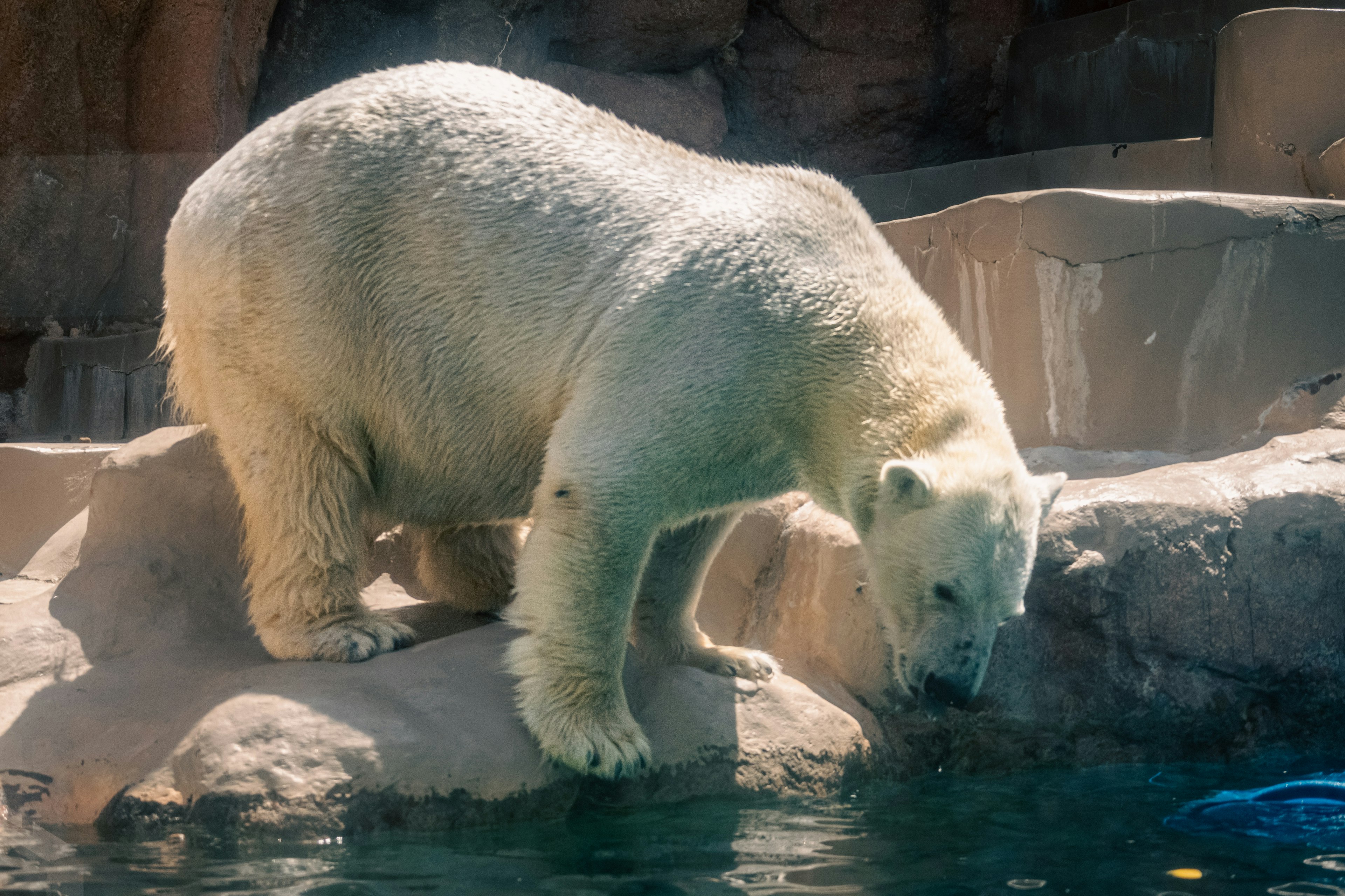 Ein Eisbär beugt sich über einen felsigen Rand am Wasser