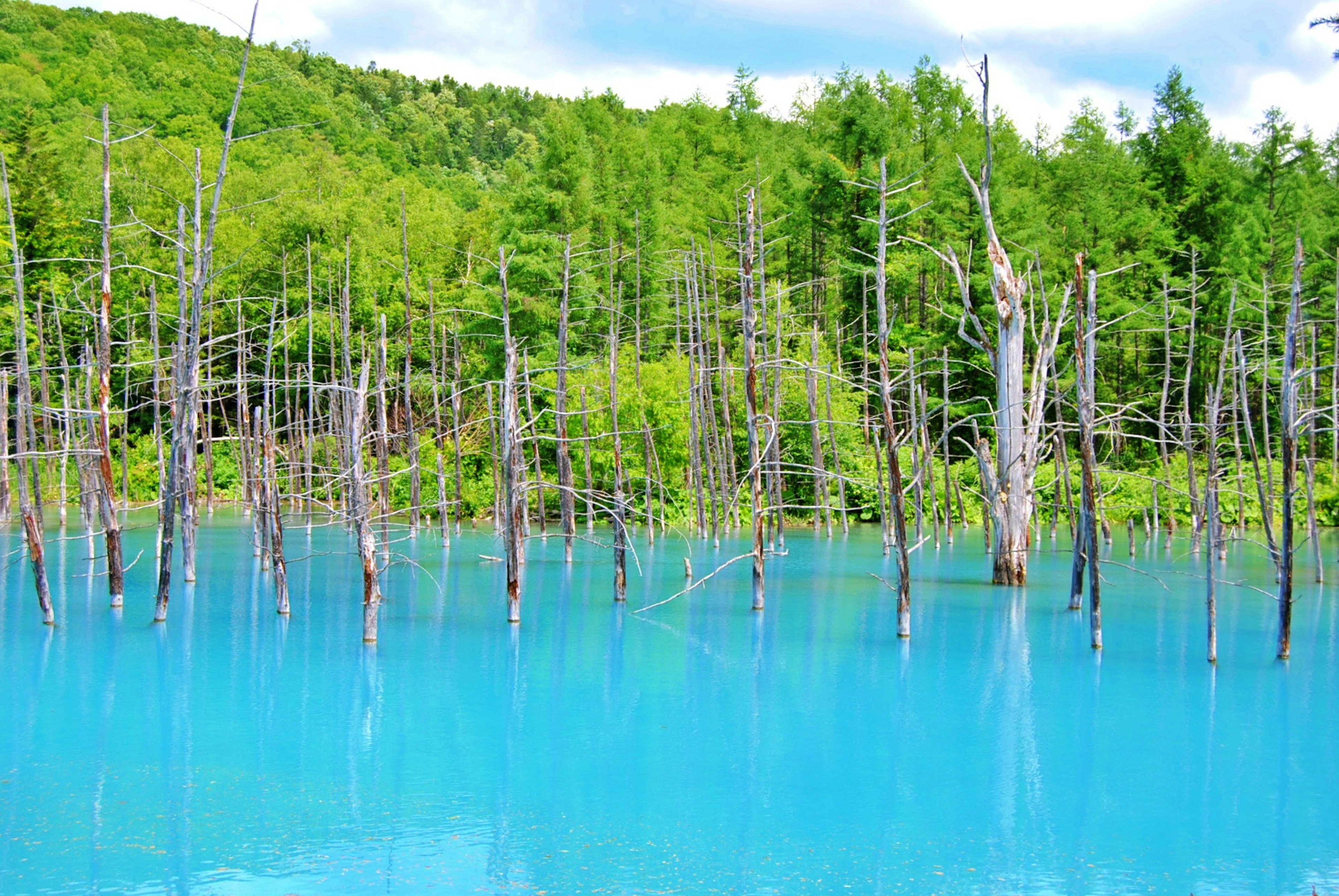 Landscape with vibrant blue water and green forest featuring dead trees rising from the water