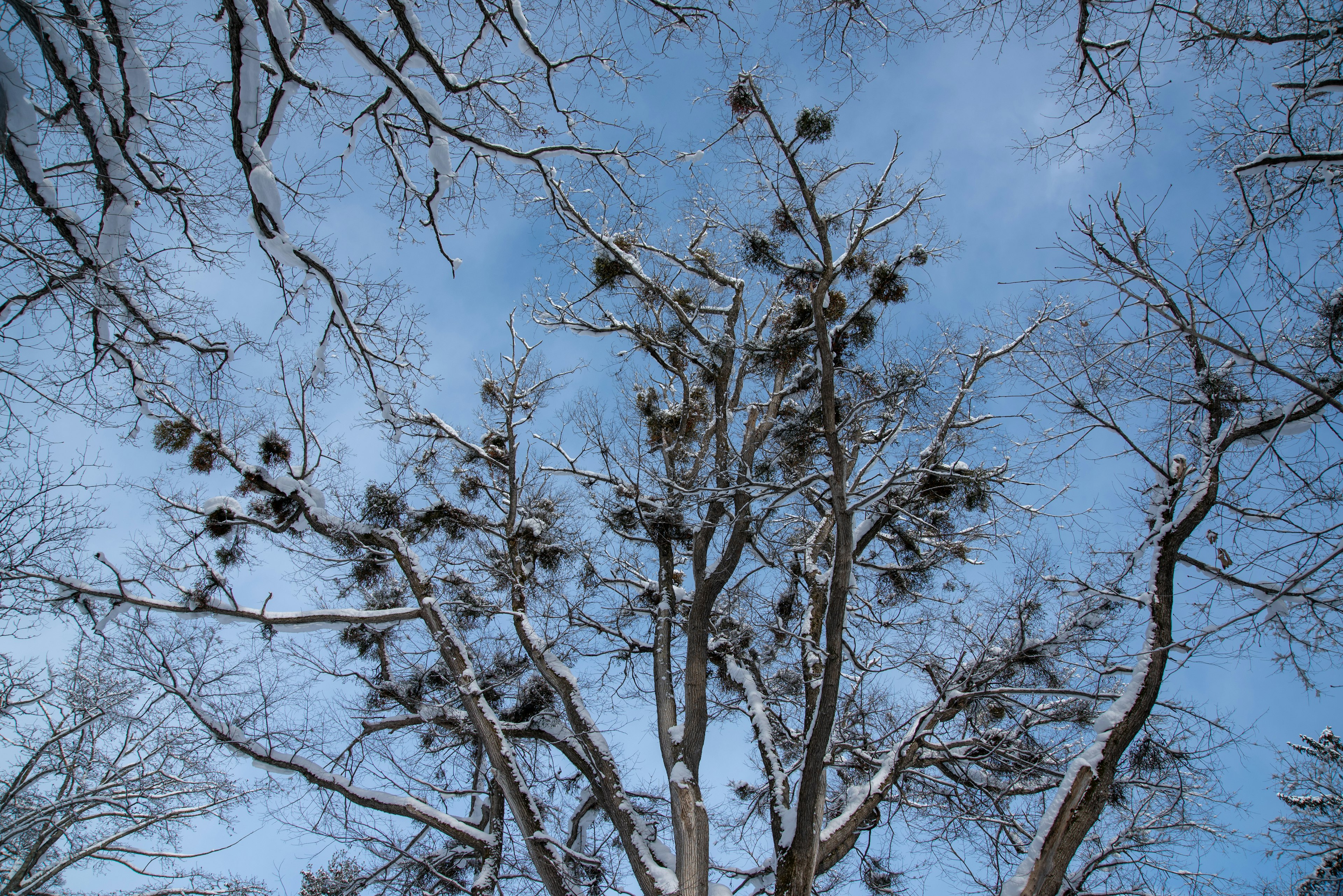 冬の空の下の雪が積もった木の枝