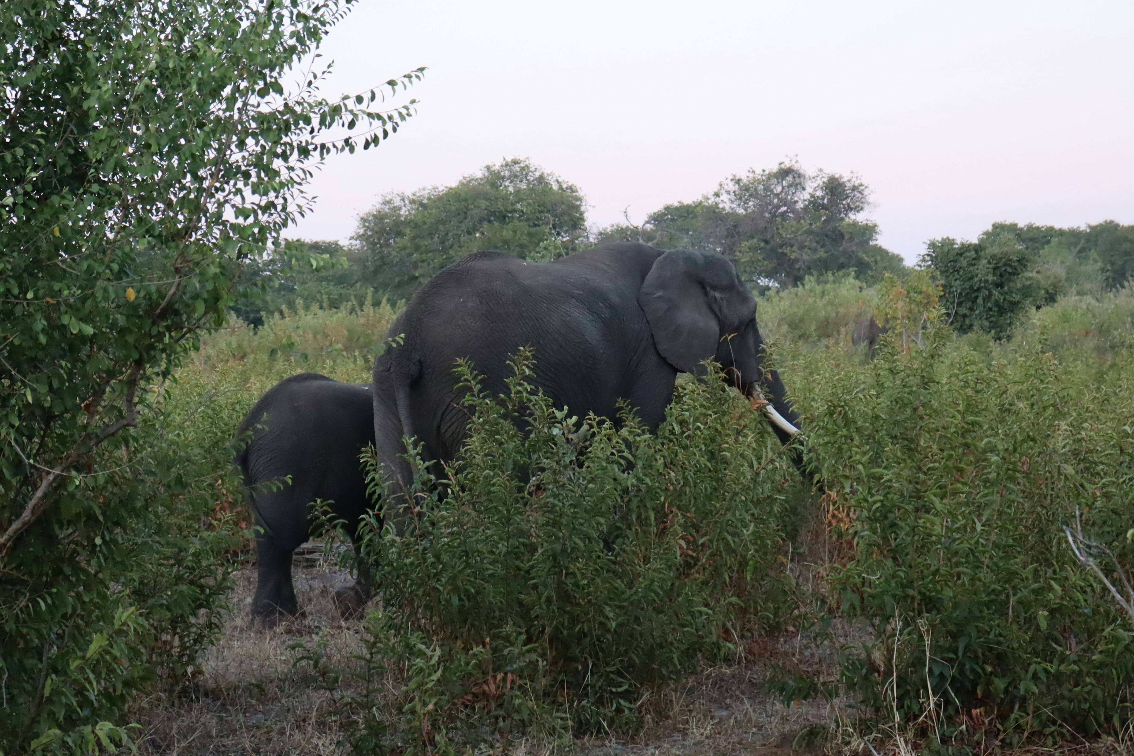 Elefant und Kalb in einem grasbewachsenen Bereich