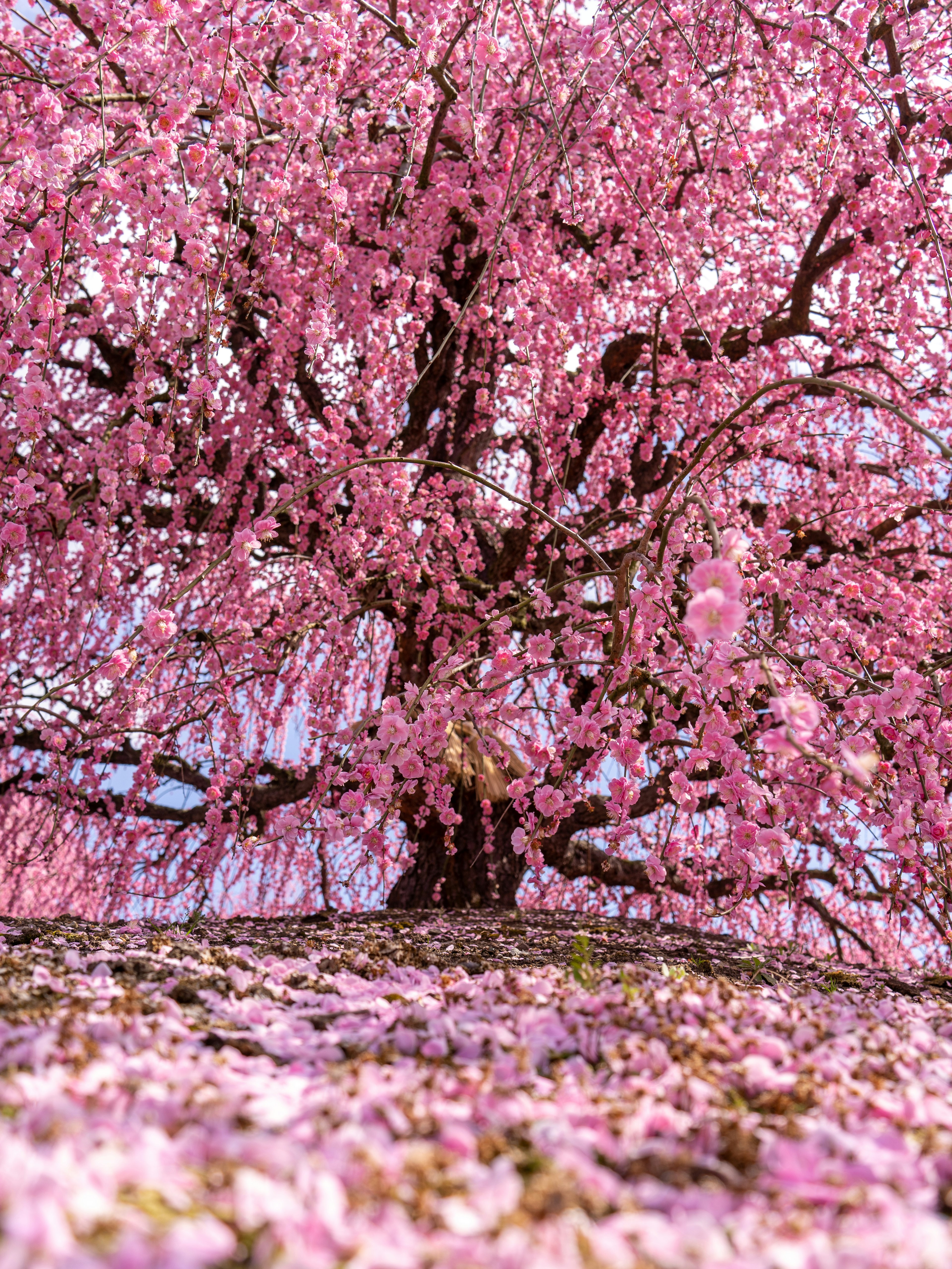 Großer Kirschbaum mit leuchtend rosa Blüten und gefallenen Blütenblättern