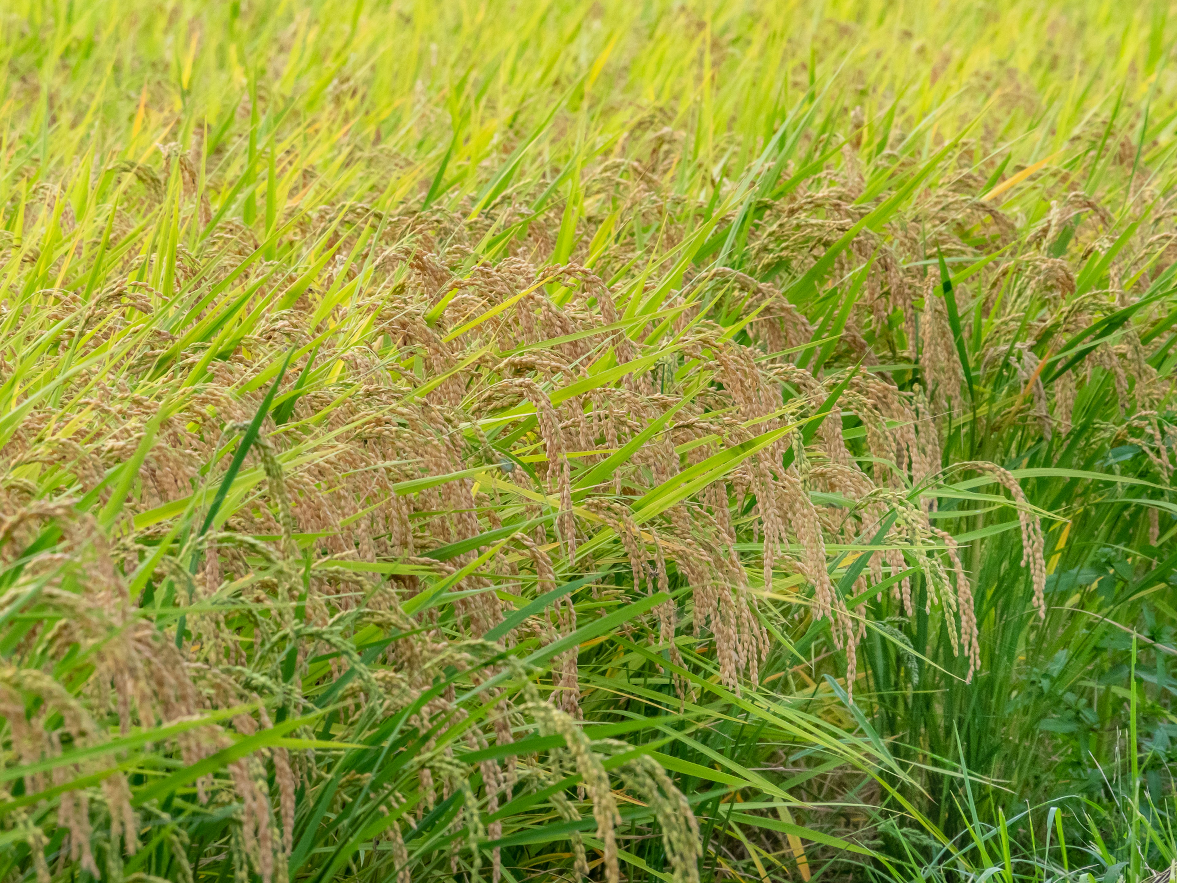 Lush green rice field with ripening golden rice ears