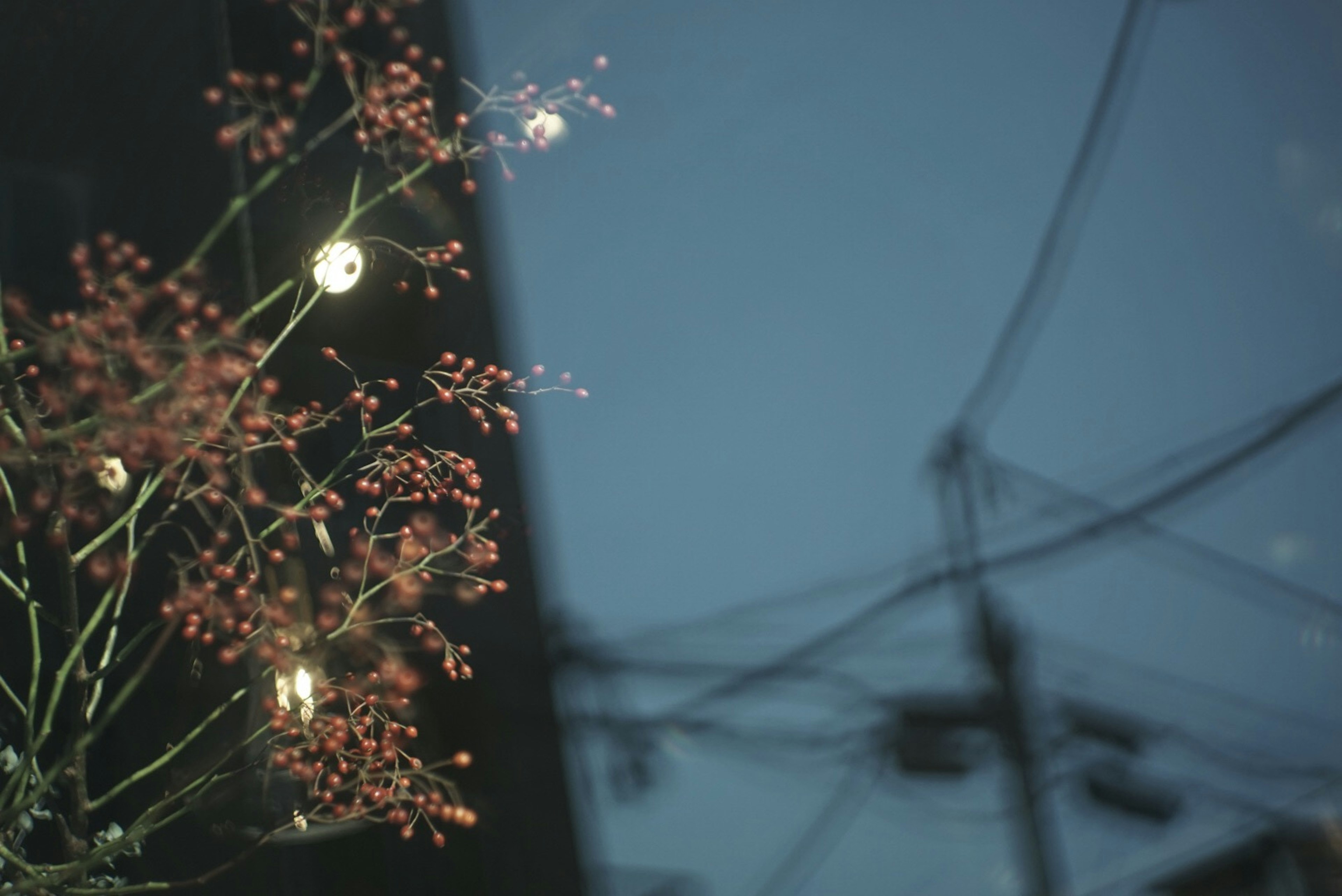 青い空と電線の背景に赤い花が映える夜の風景