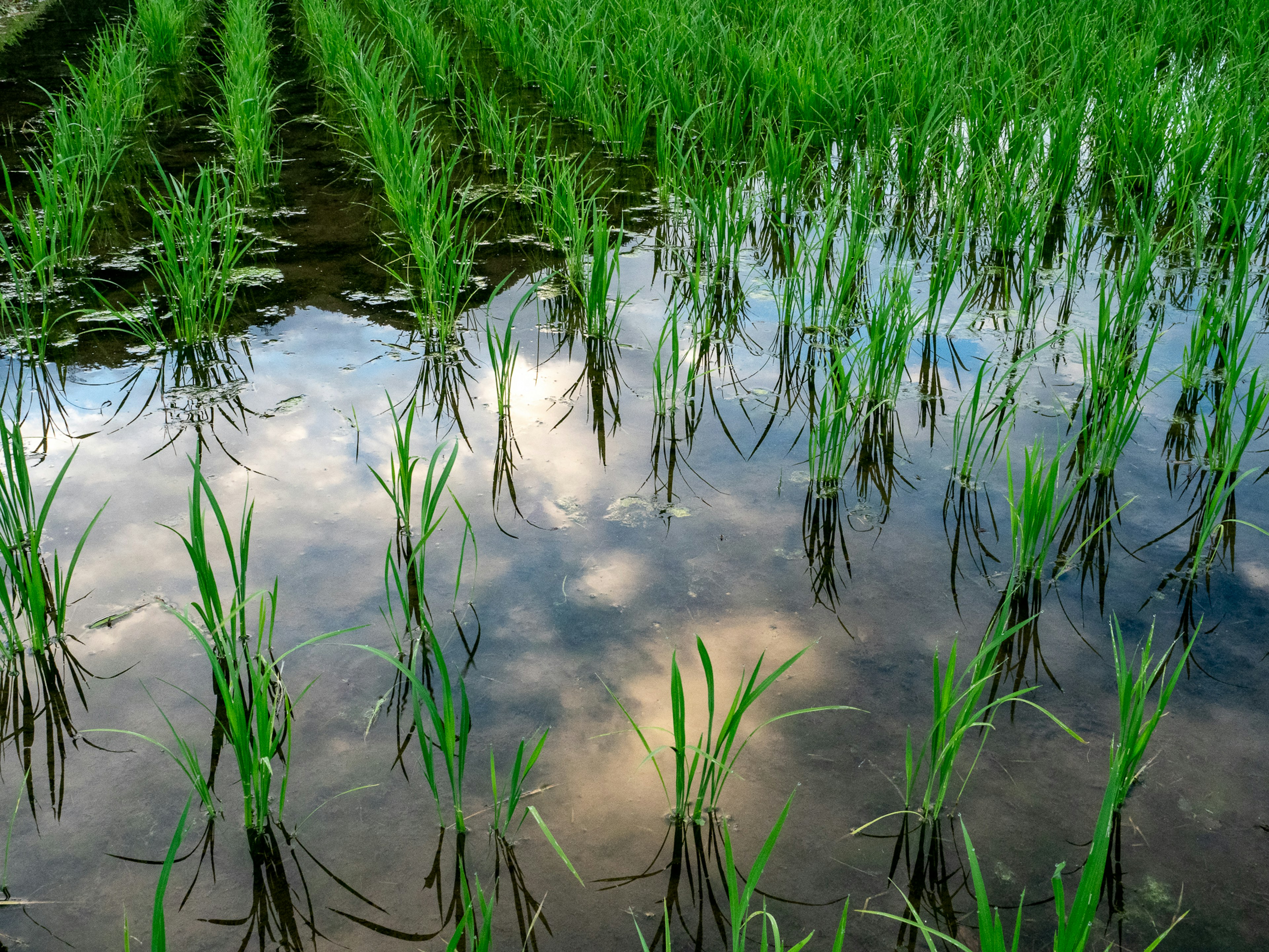 Scenic view of green rice plants reflecting in water with blue sky