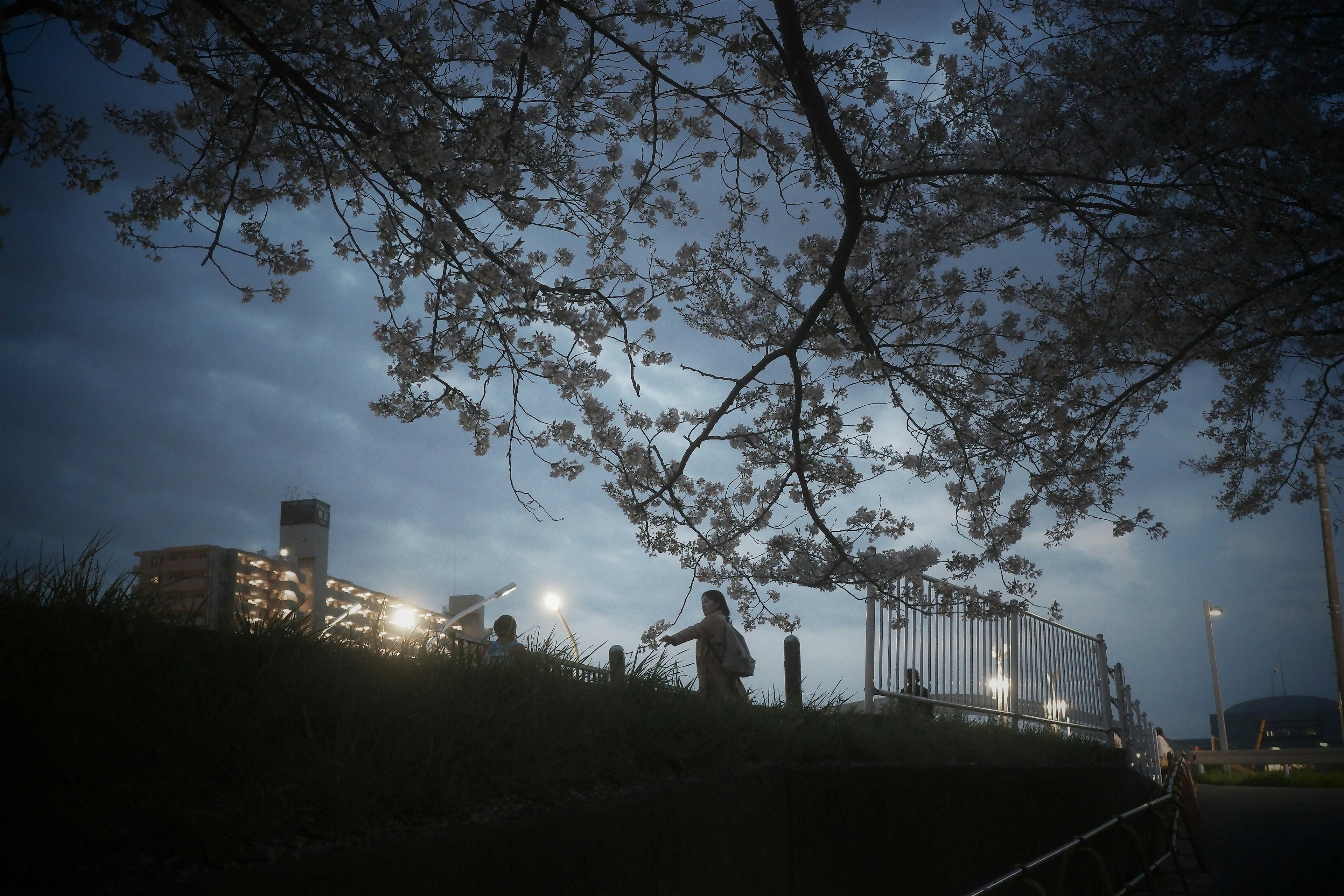 Personas caminando bajo los cerezos en flor por la noche