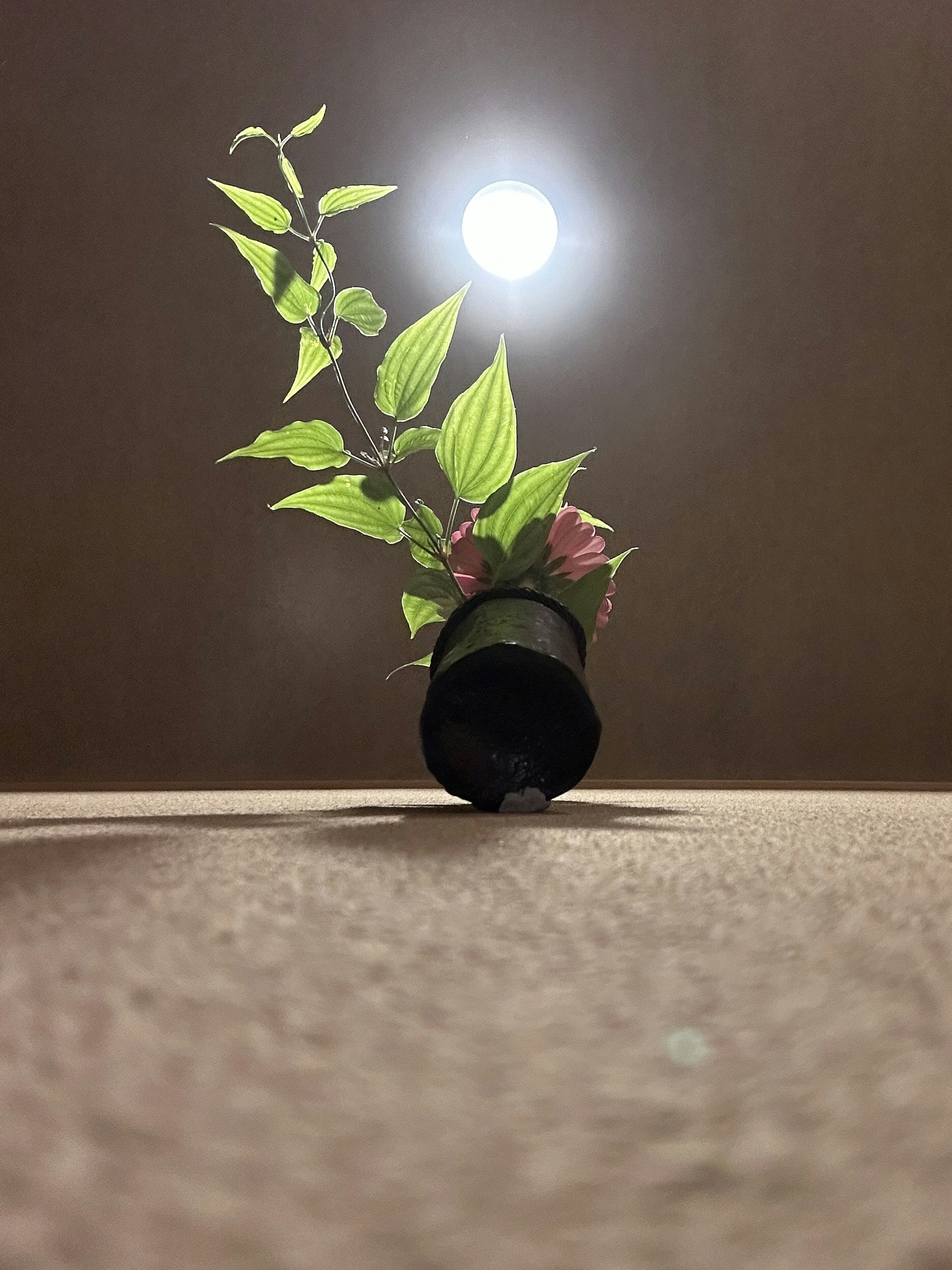 Escena interior con una planta y una fuente de luz brillante