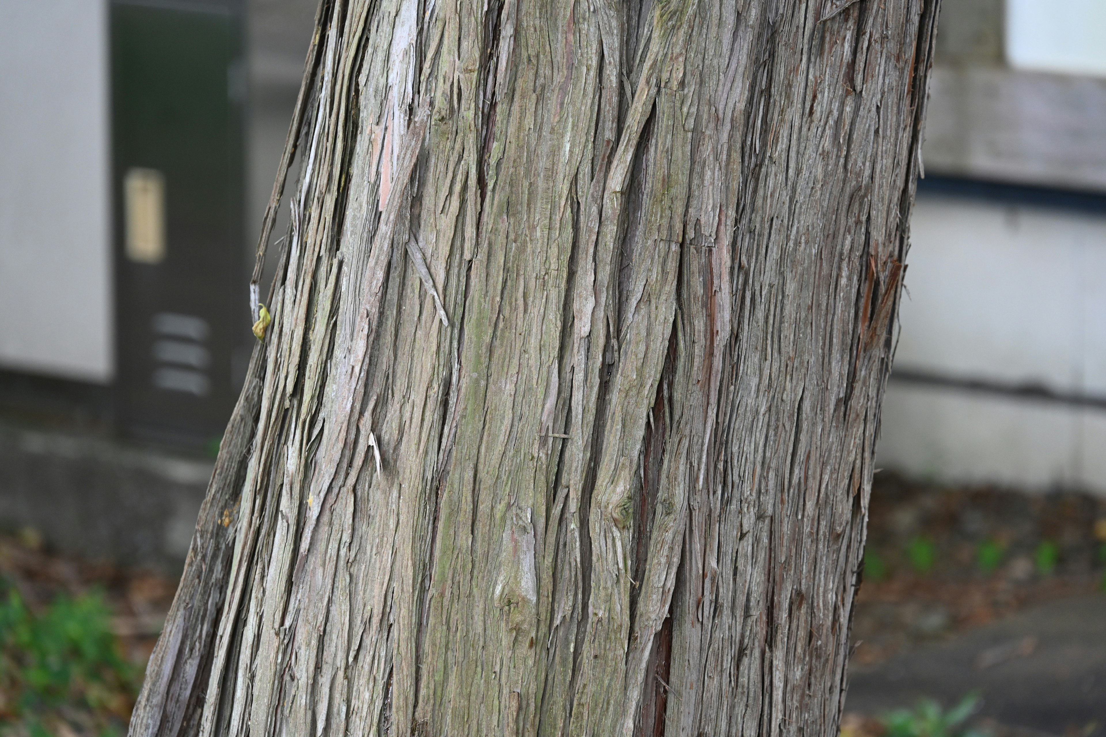 Close-up of a tree trunk showcasing texture and detailed cracks