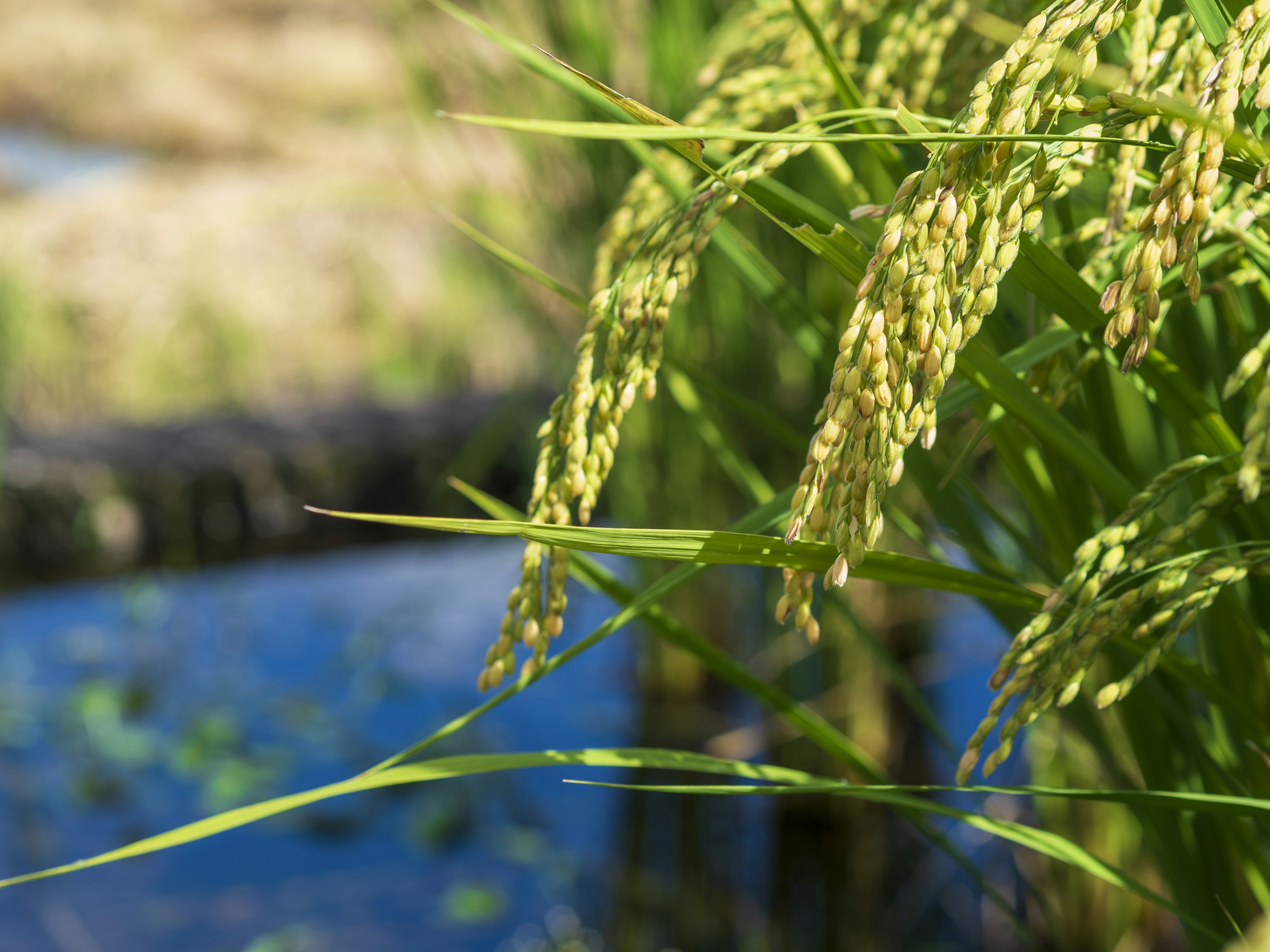 Pemandangan dekat bulir padi dan daun di dekat sawah