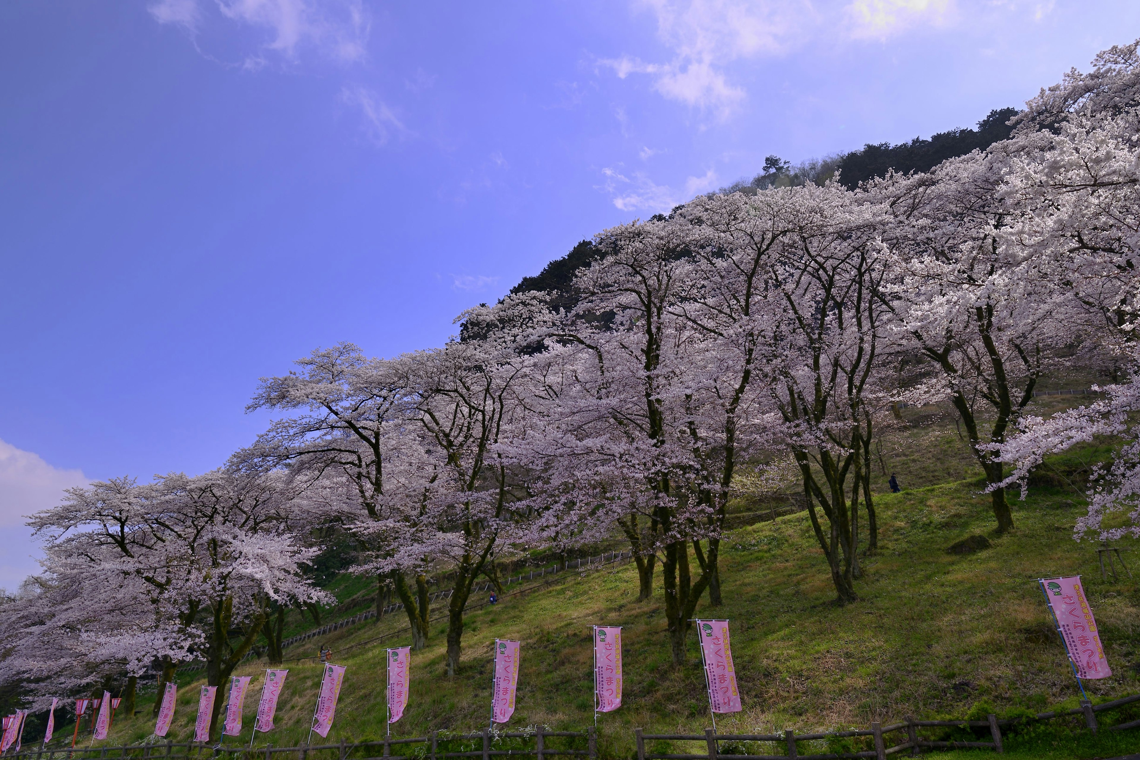 桜の木が咲いている丘と青空の風景