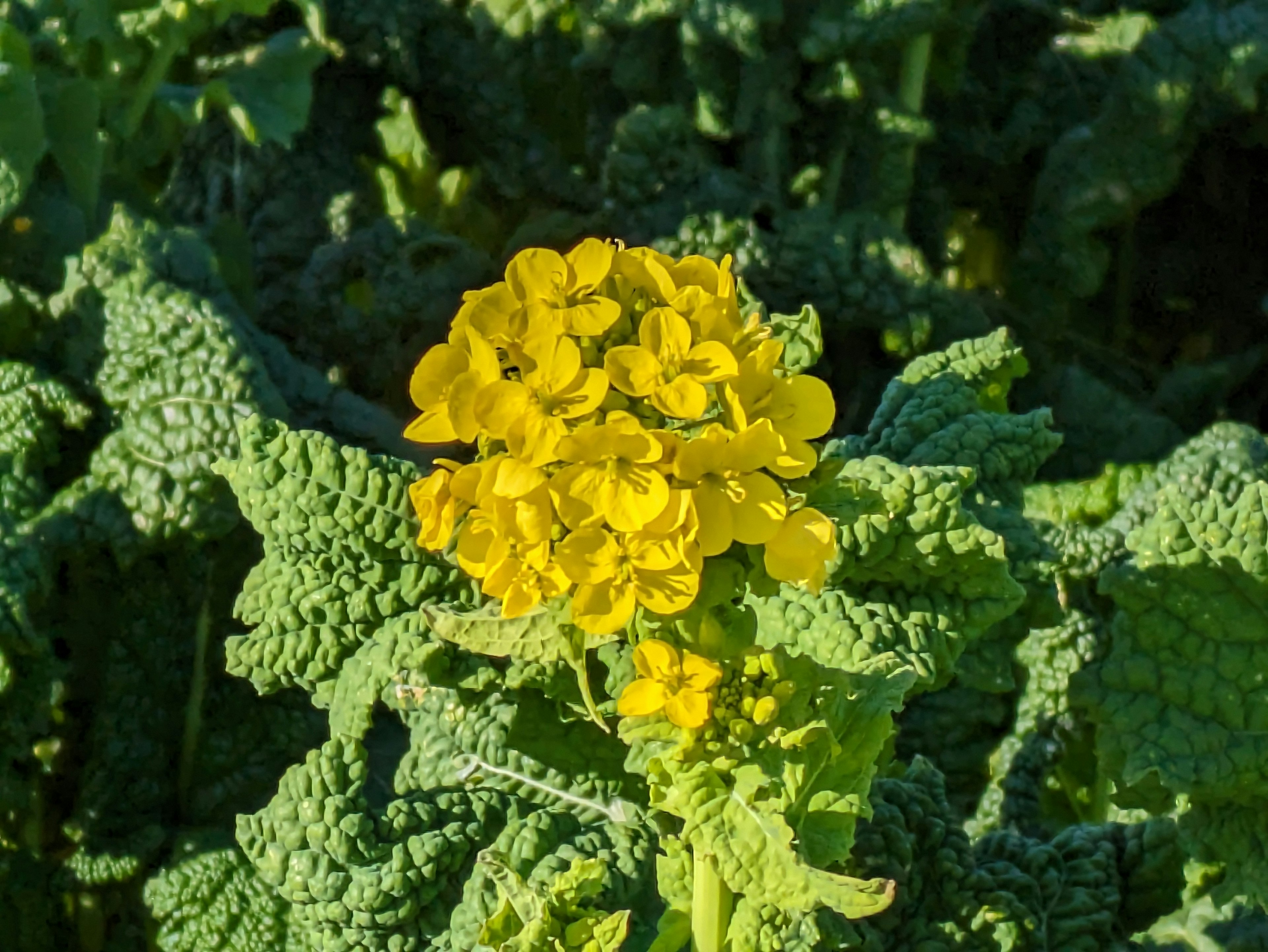 Close-up of bright yellow flower surrounded by green leaves