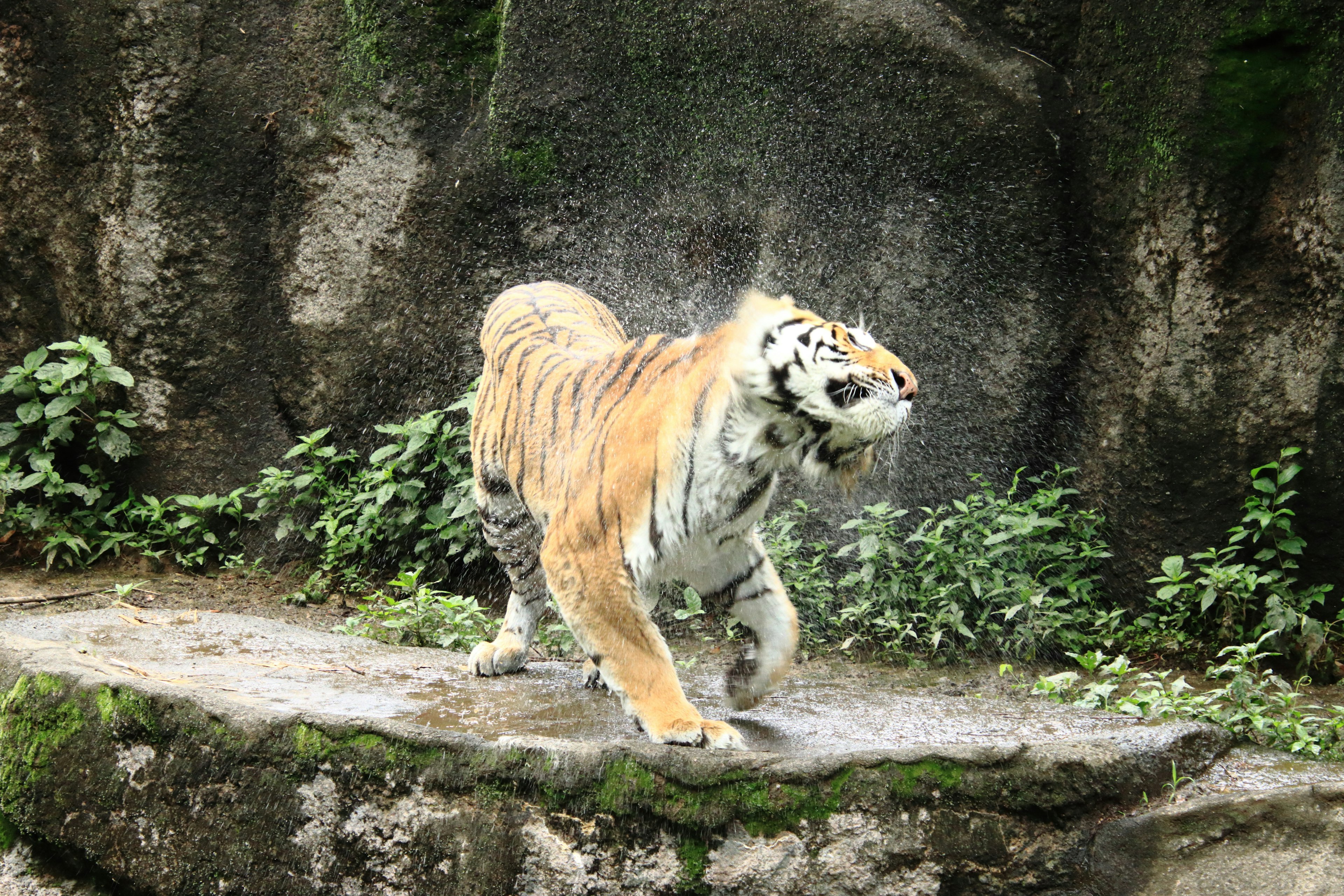 Tiger, der mit einem Wasserstrahl in einer natürlichen Umgebung läuft