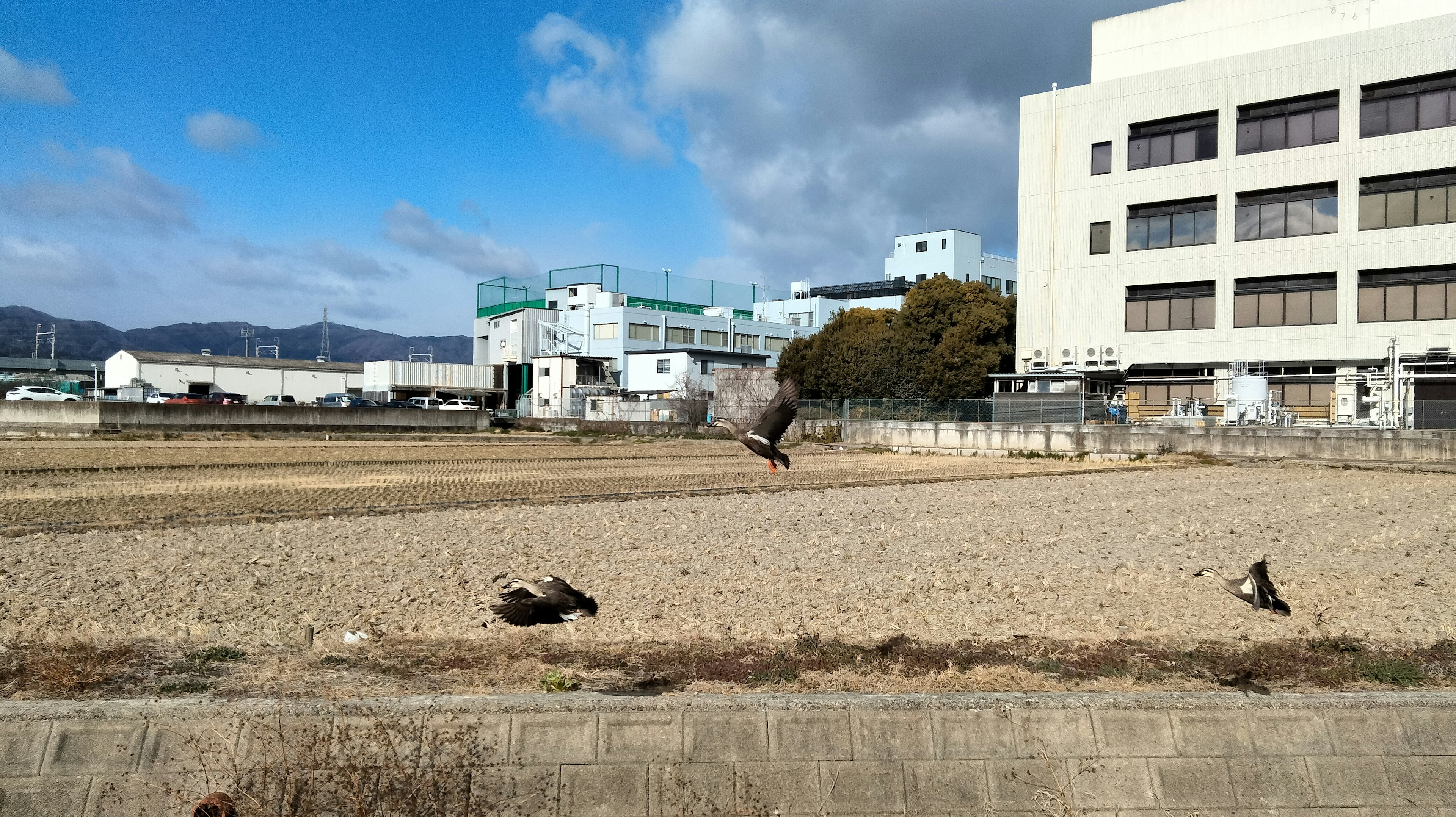 青空の下で飛ぶ鳥と広い空き地の風景