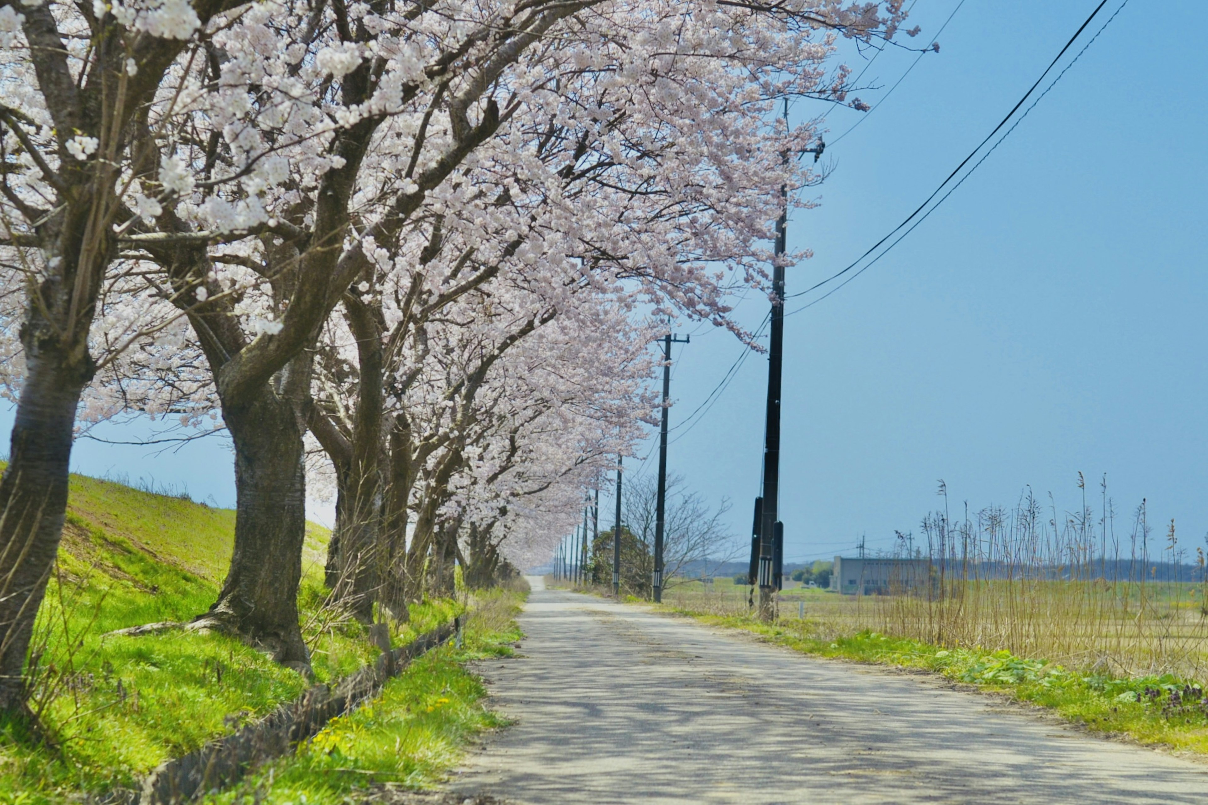 Strada di campagna fiancheggiata da alberi di ciliegio e cielo blu