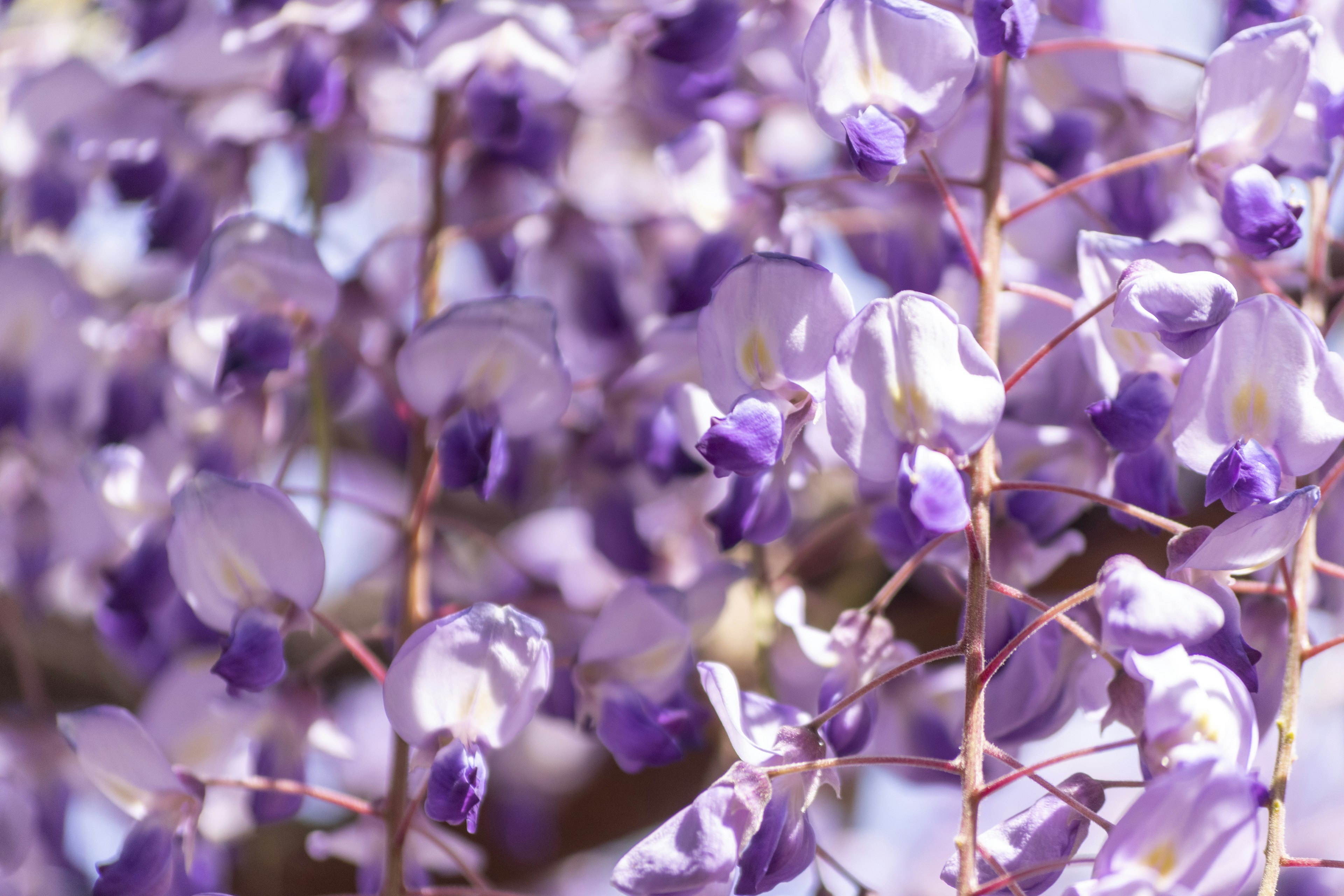 Acercamiento de flores de glicinia moradas en flor