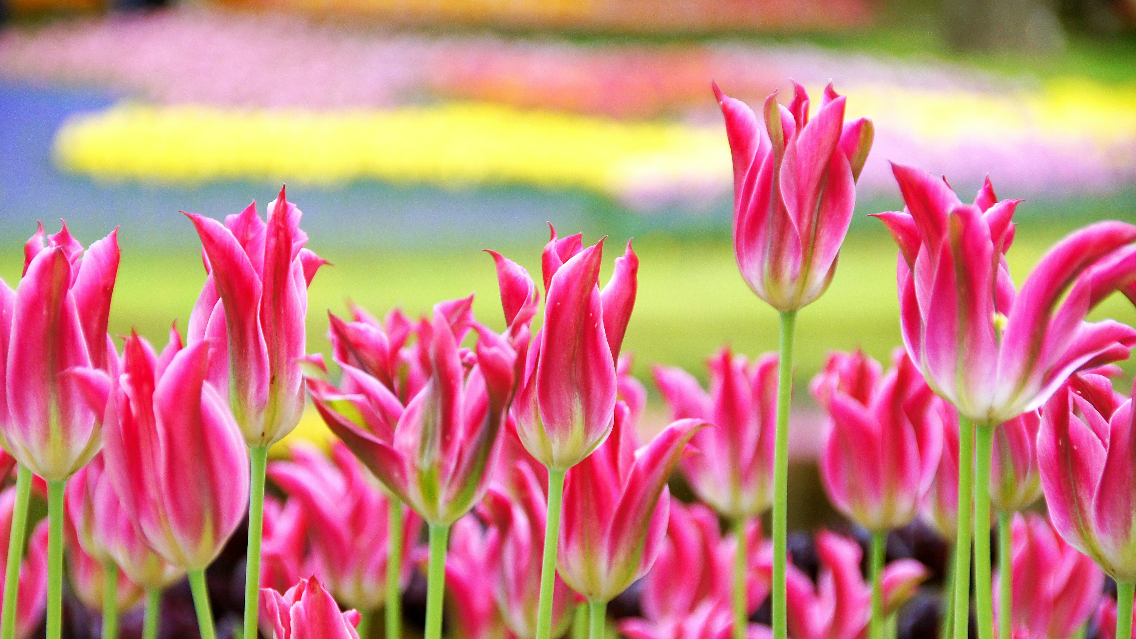 Tulip merah muda yang cerah di ladang bunga yang indah