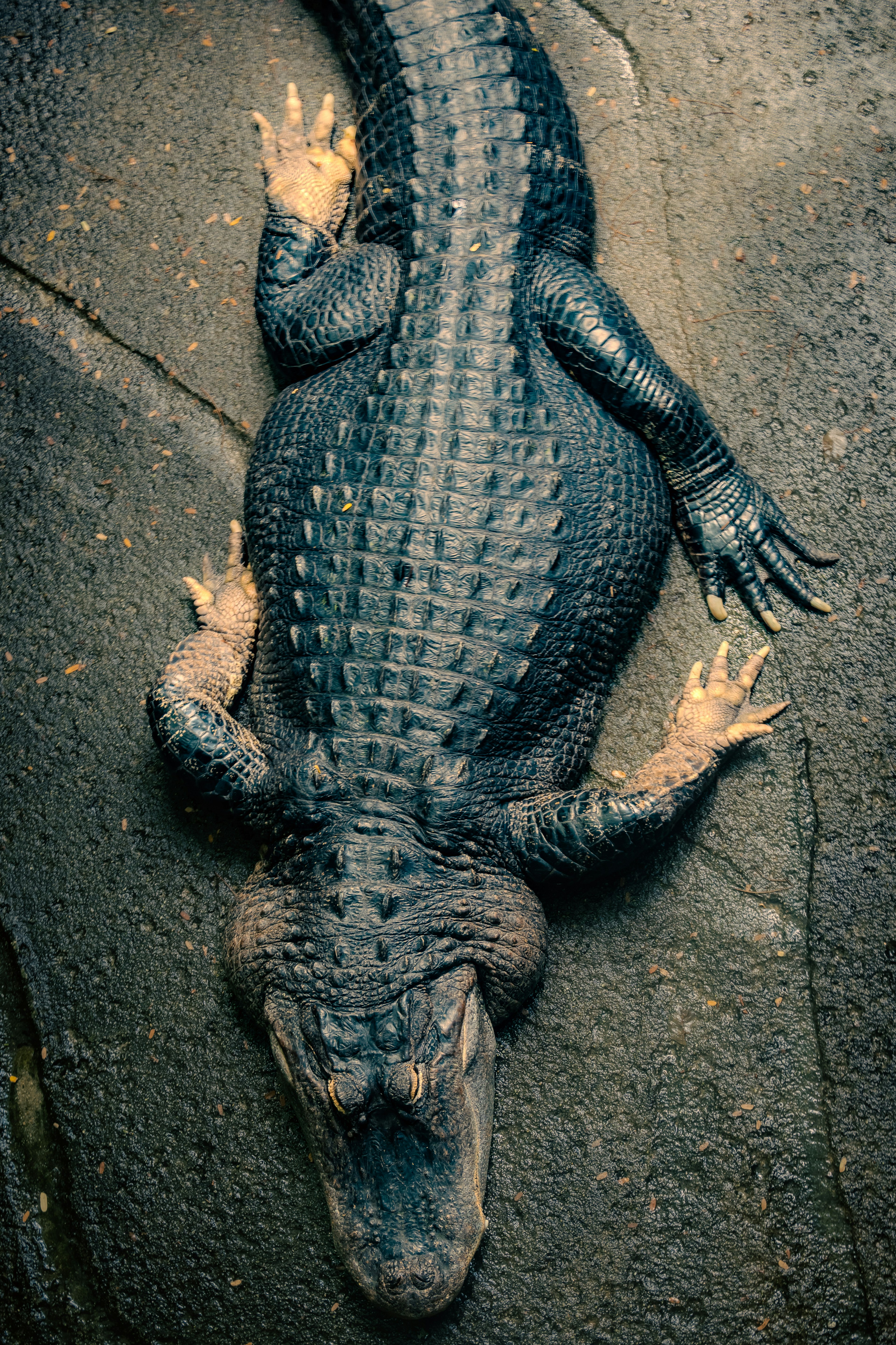 Draufsicht auf ein Krokodil mit dunkler Haut und scharfen Krallen