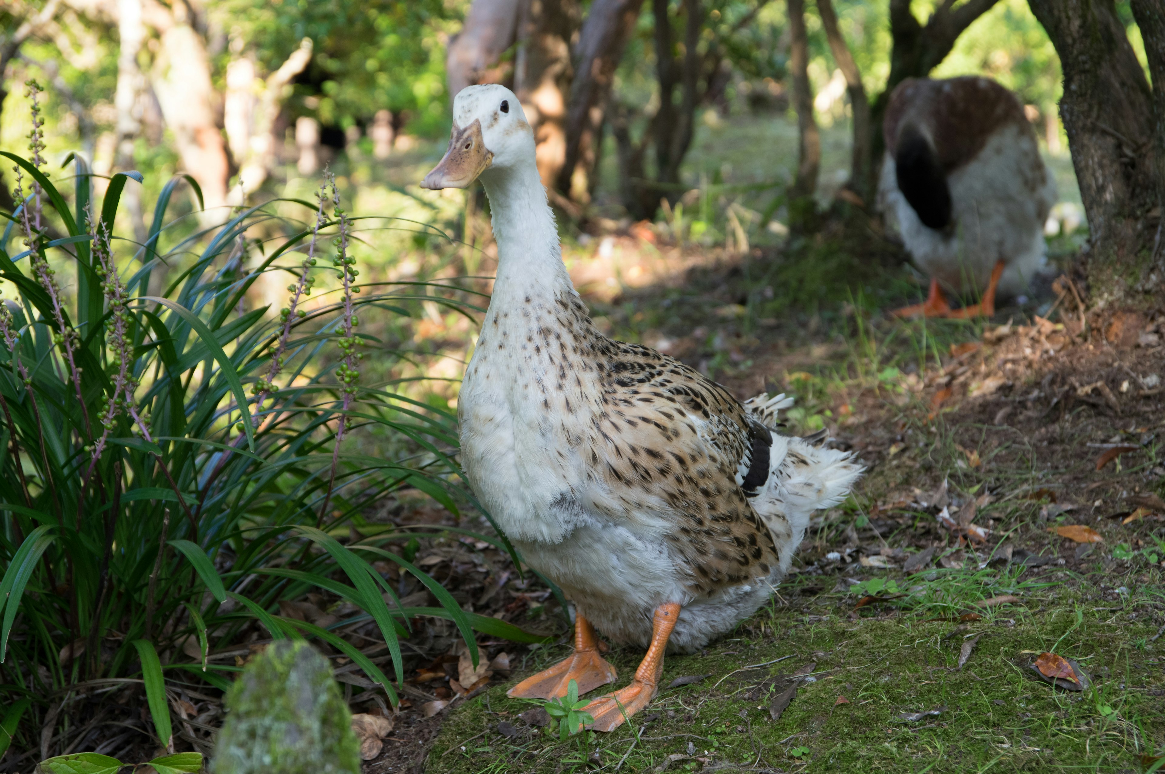 Seekor bebek putih berdiri di taman dengan rumput hijau