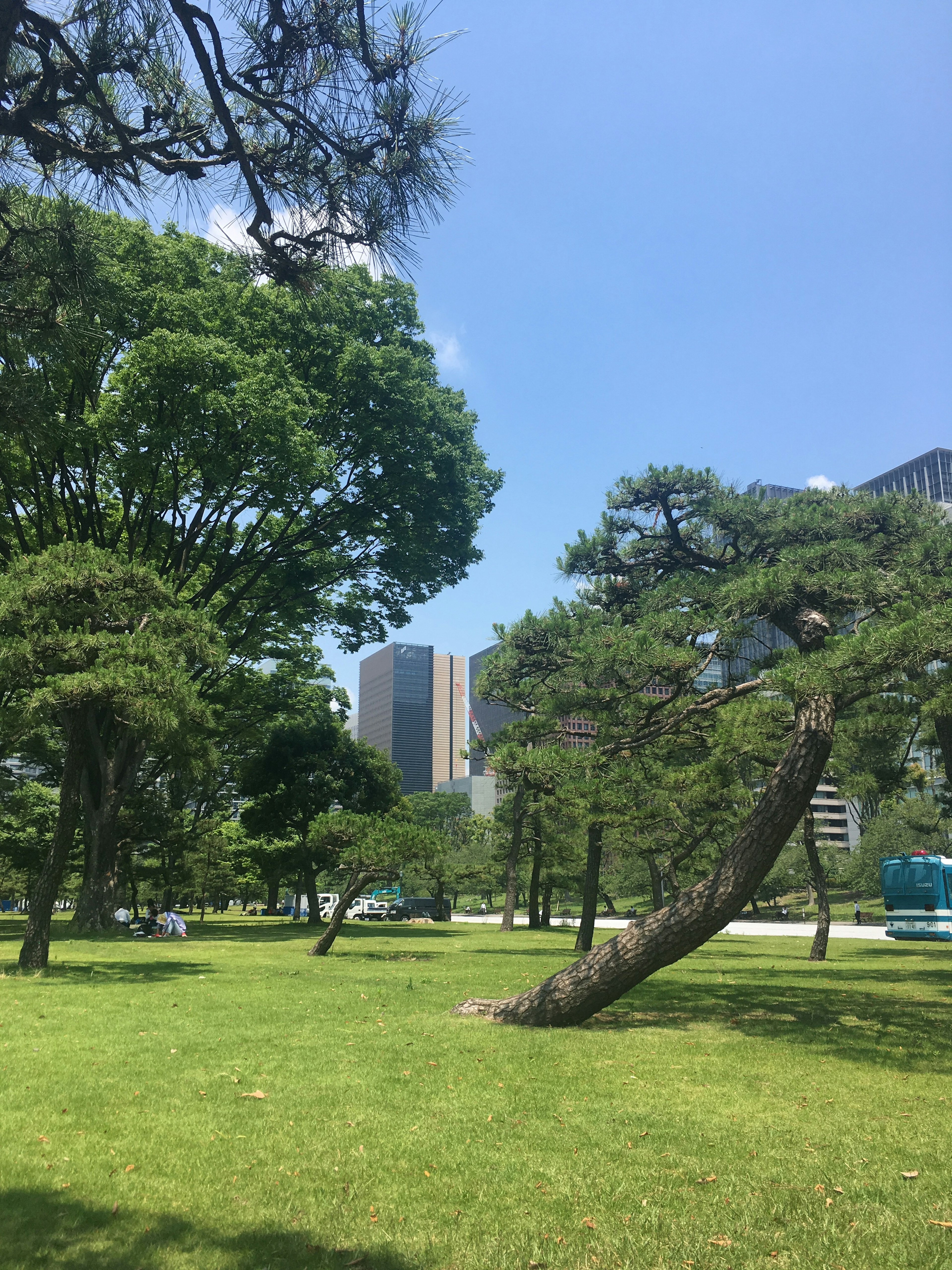 Grüner Park unter blauem Himmel mit einem schiefen Kiefernbaum