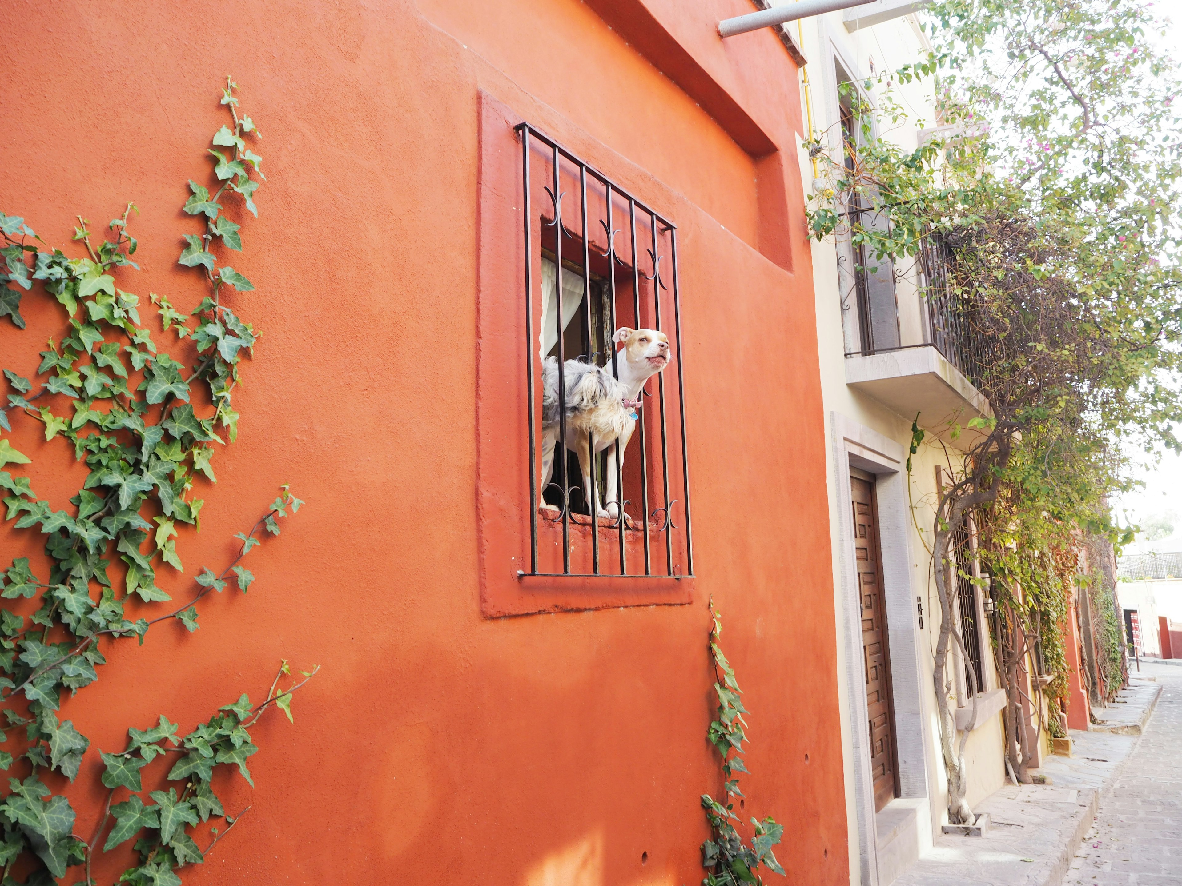 Un perro mirando por una ventana con barrotes en una pared naranja