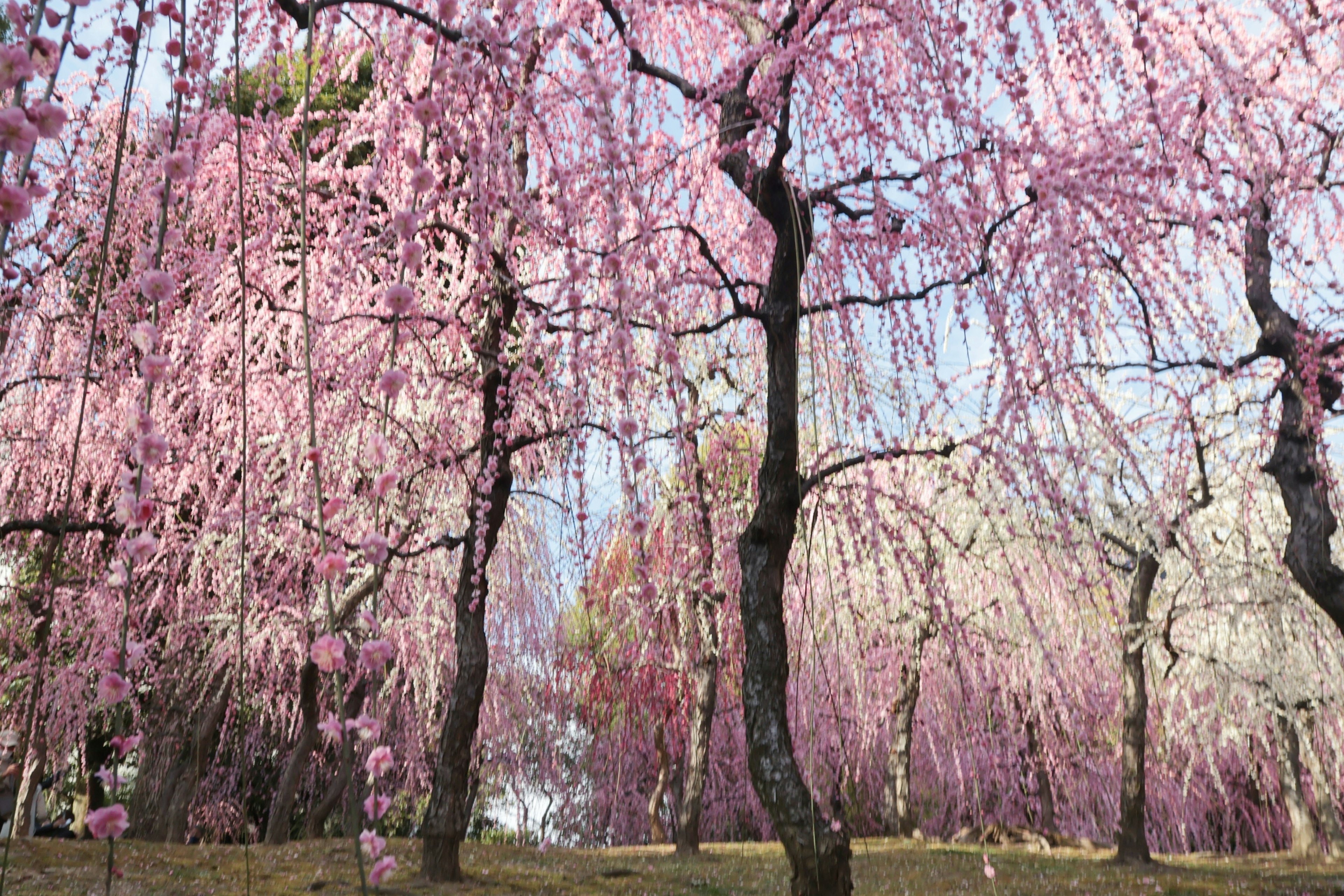 Un hermoso paisaje de cerezos llorones en un parque