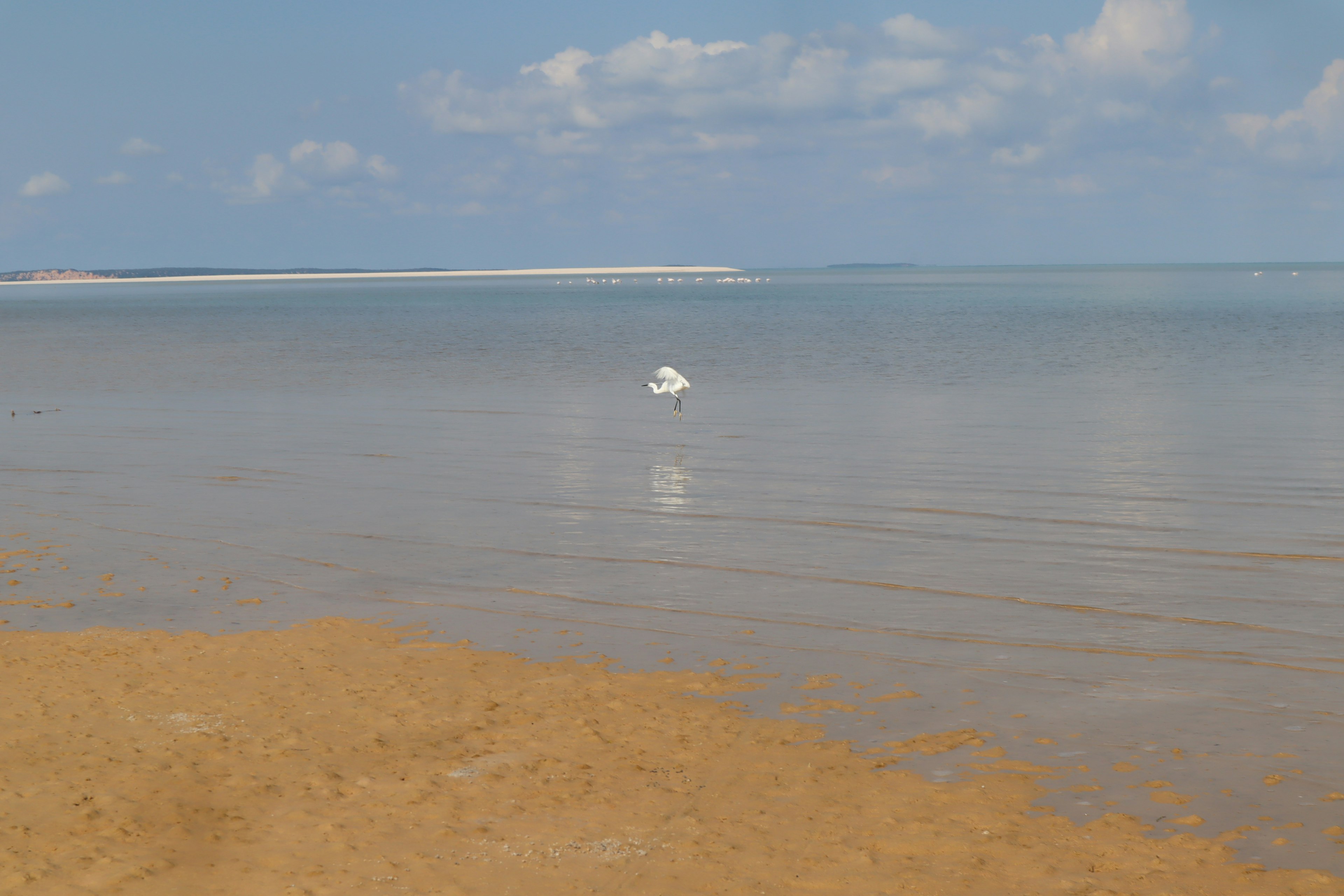 Un paesaggio marino sereno con cielo blu e un uccello bianco che galleggia sull'acqua