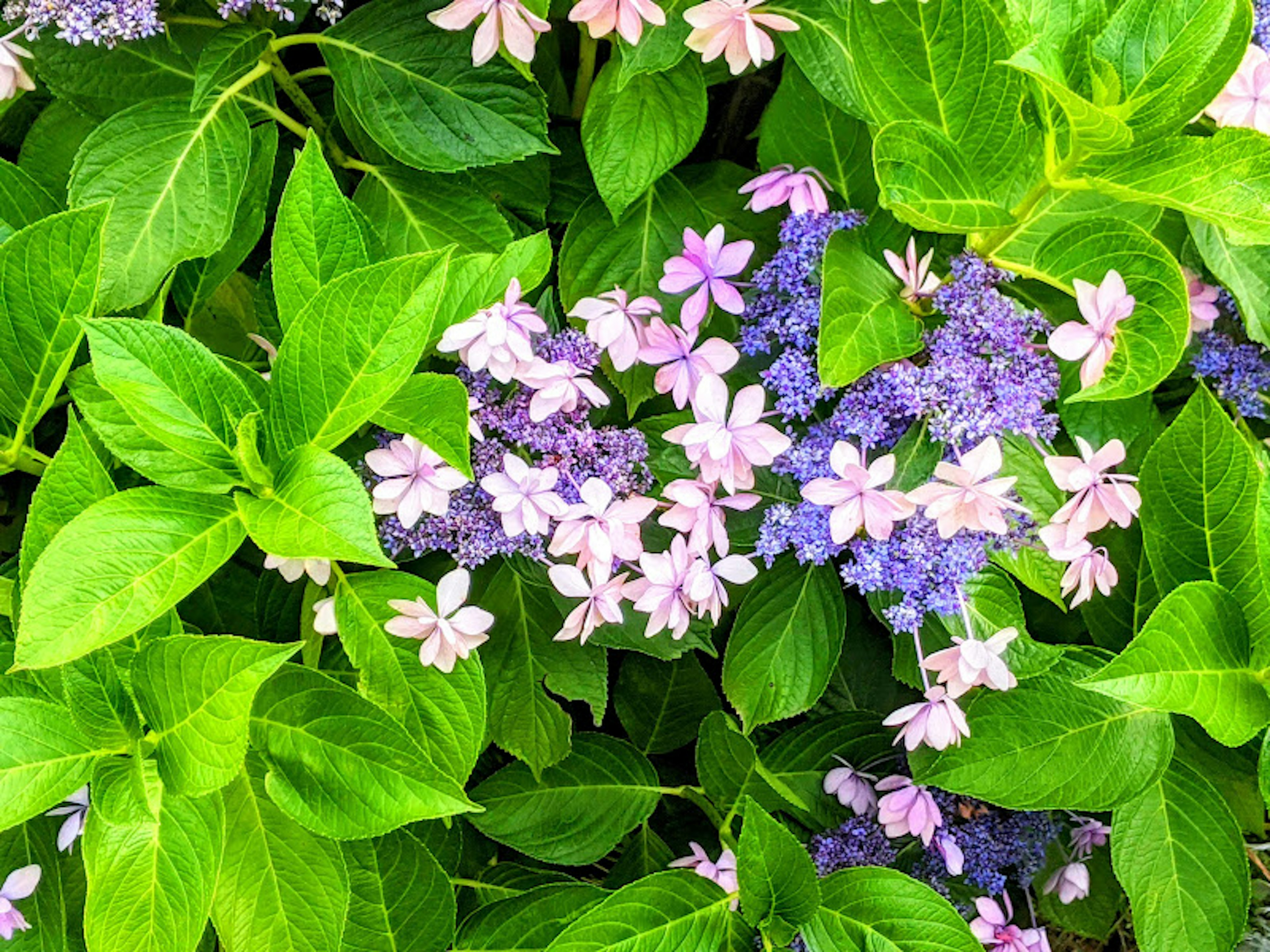 Delicate pink and purple flowers surrounded by lush green leaves