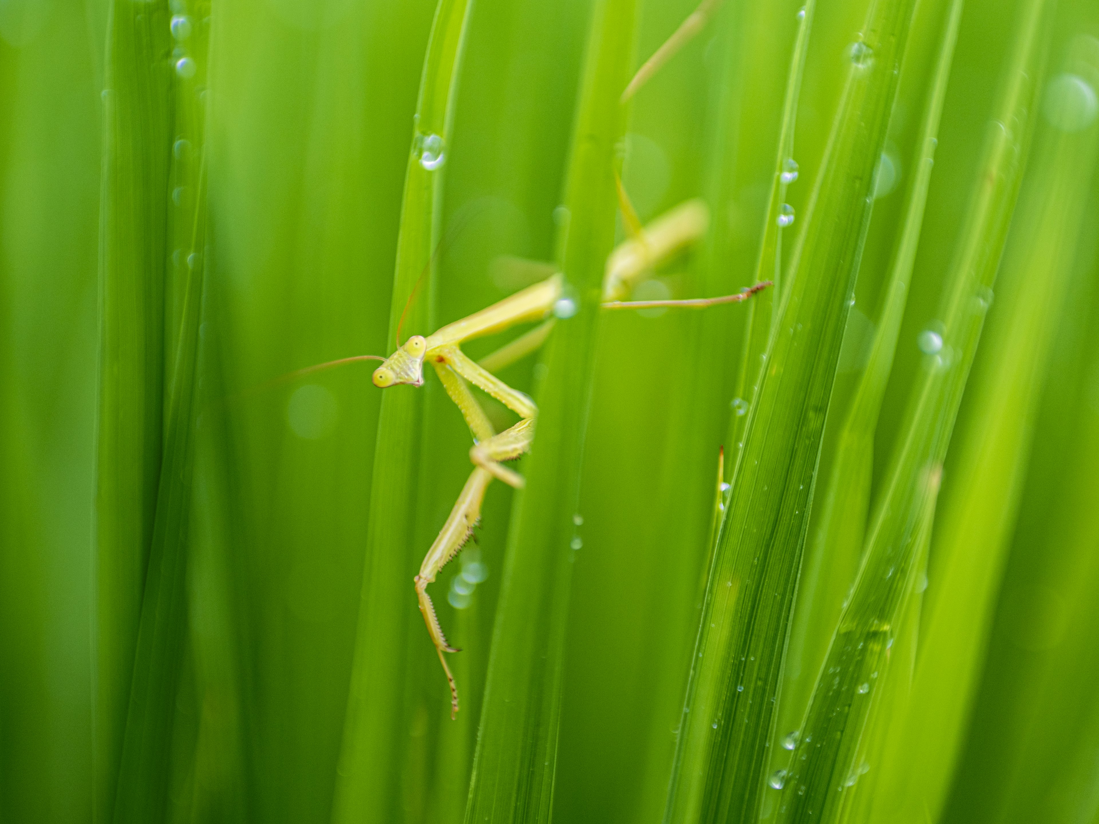 Gros plan d'une mante jaune camouflée parmi l'herbe verte