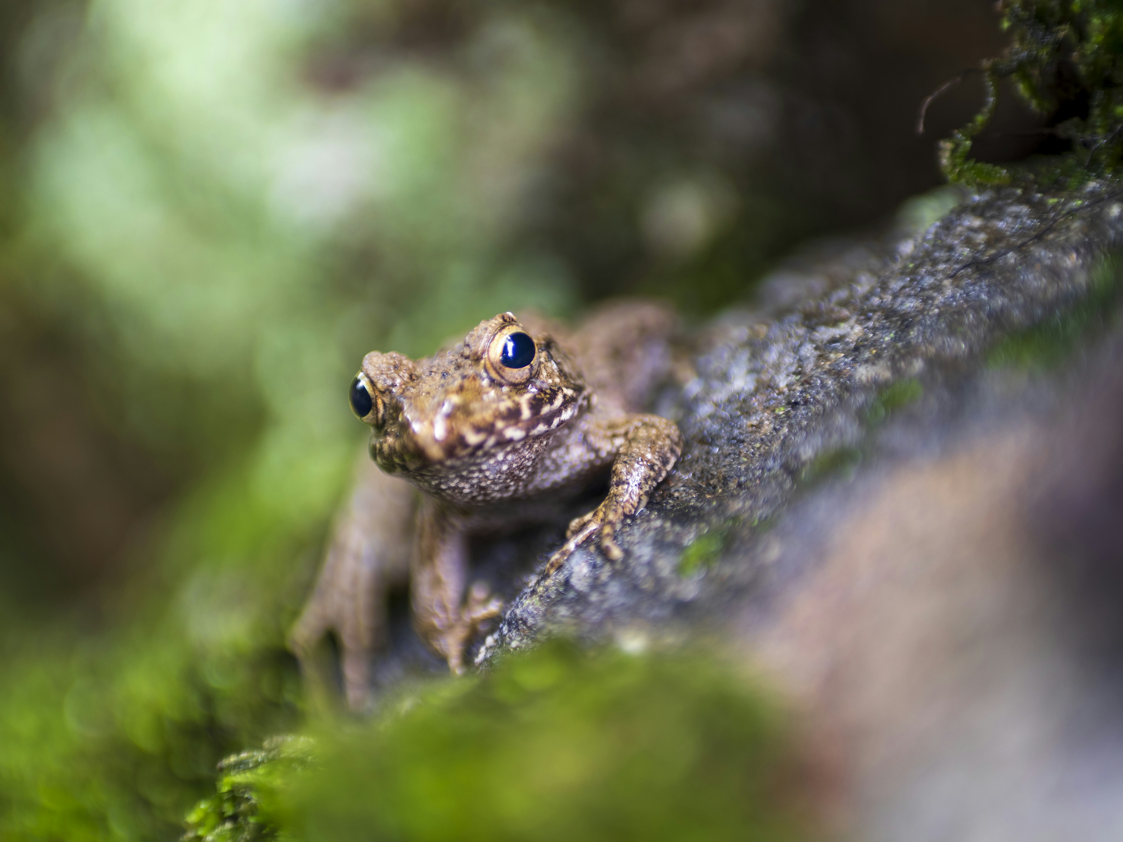 Primer plano de una pequeña rana sobre una roca rodeada de musgo verde