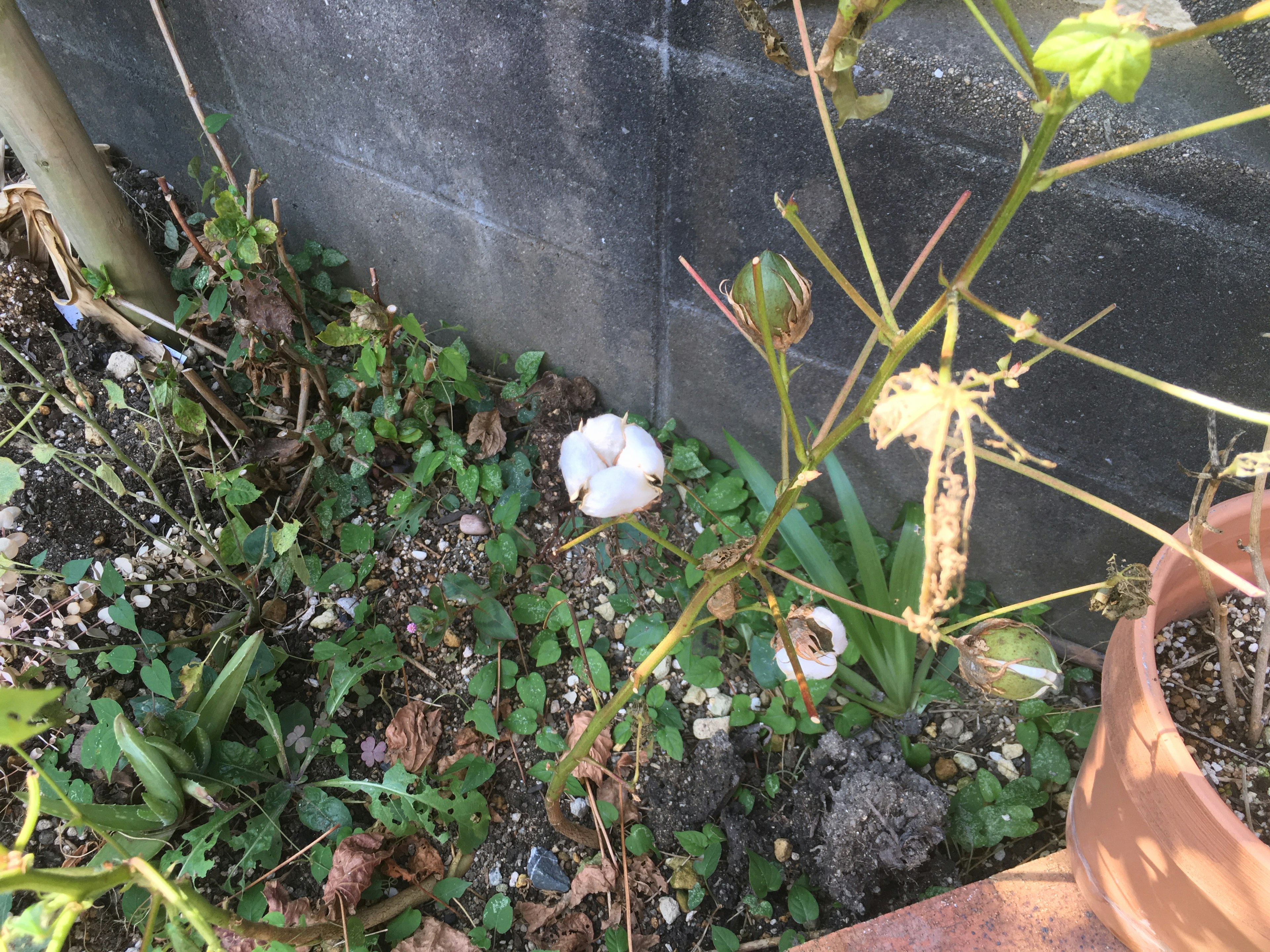 一株棉花植物，旁边有白色棉花在绿色草地上