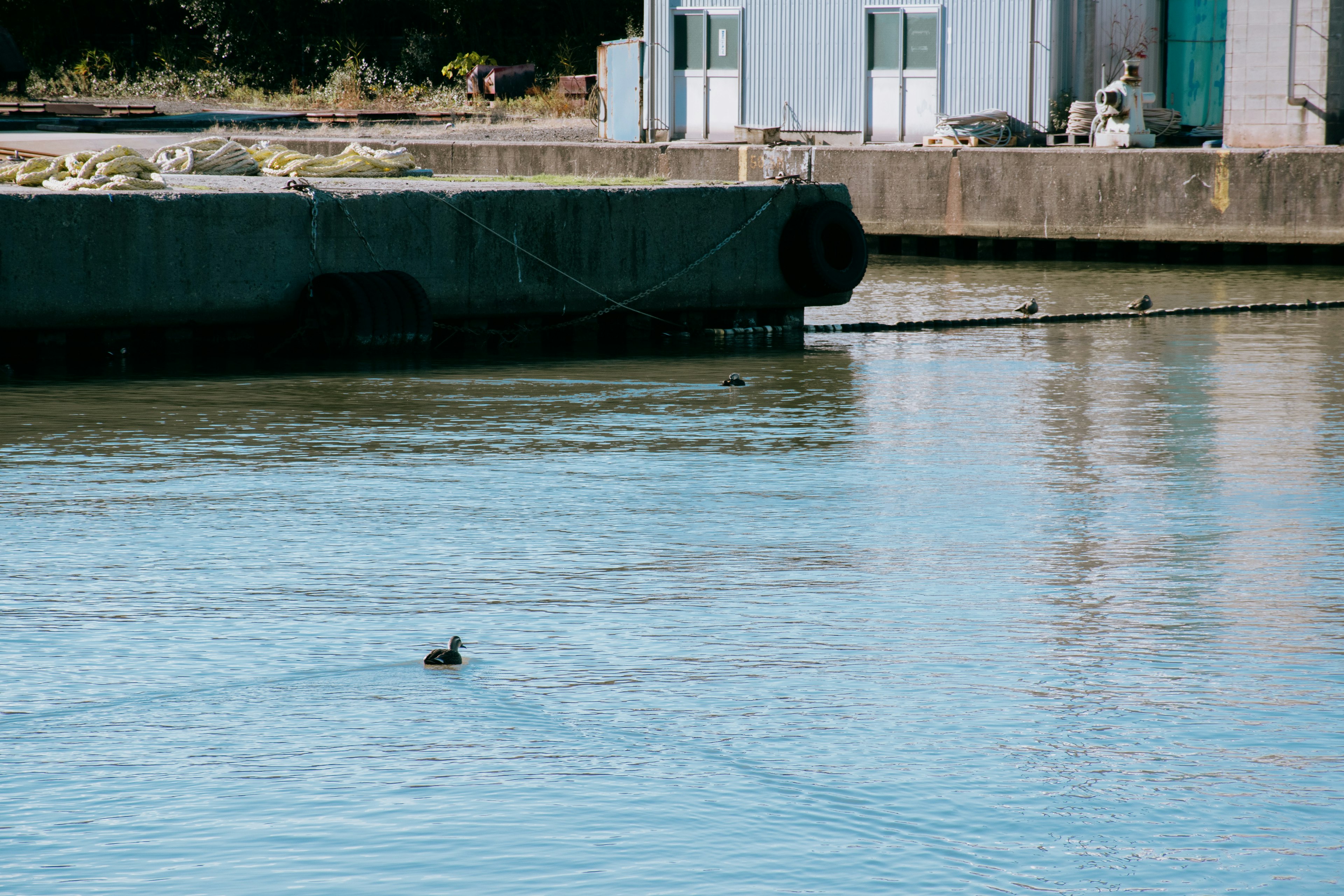 A duck swimming on the water with a building in the background