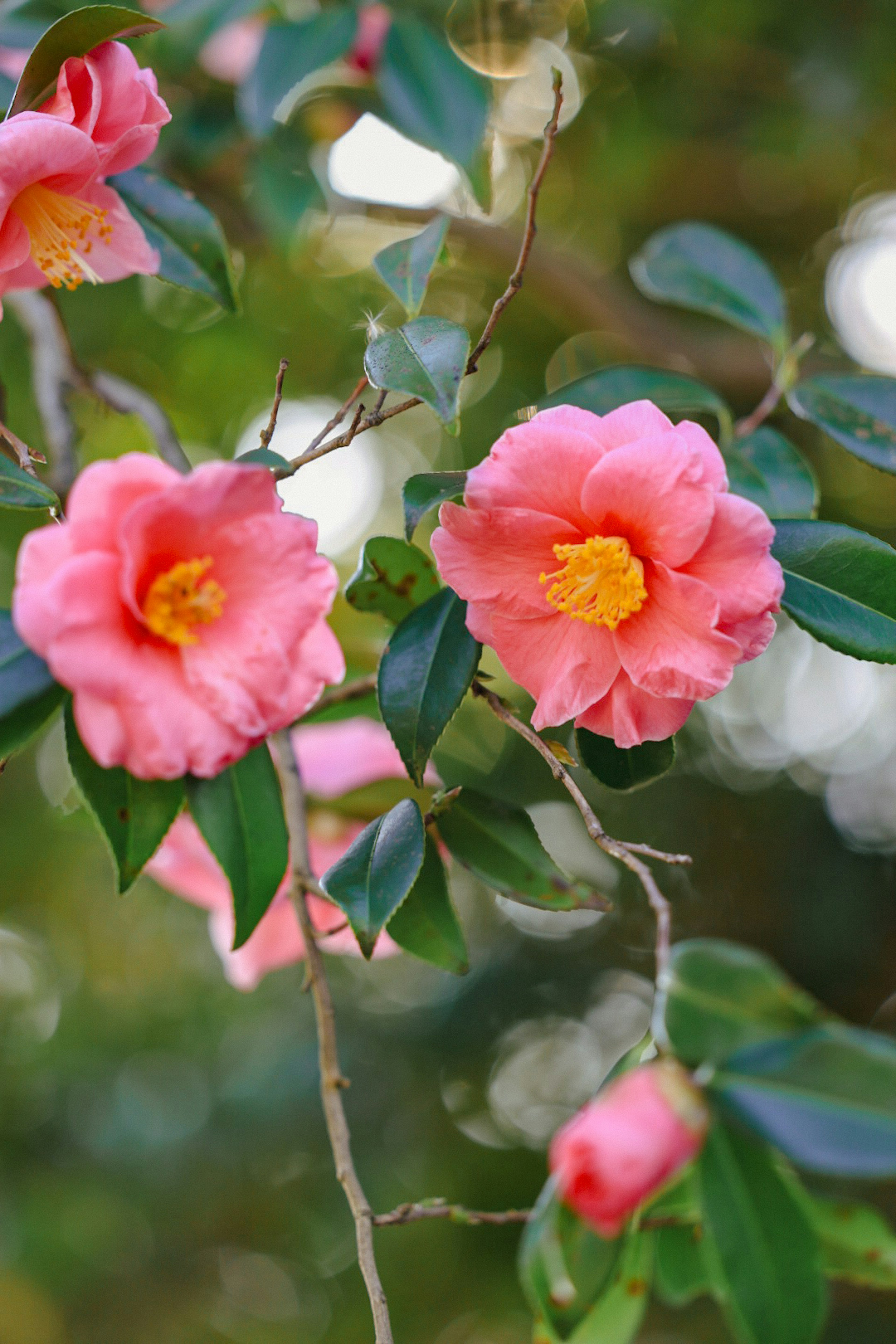 Vibrant pink camellia flowers blooming among green leaves