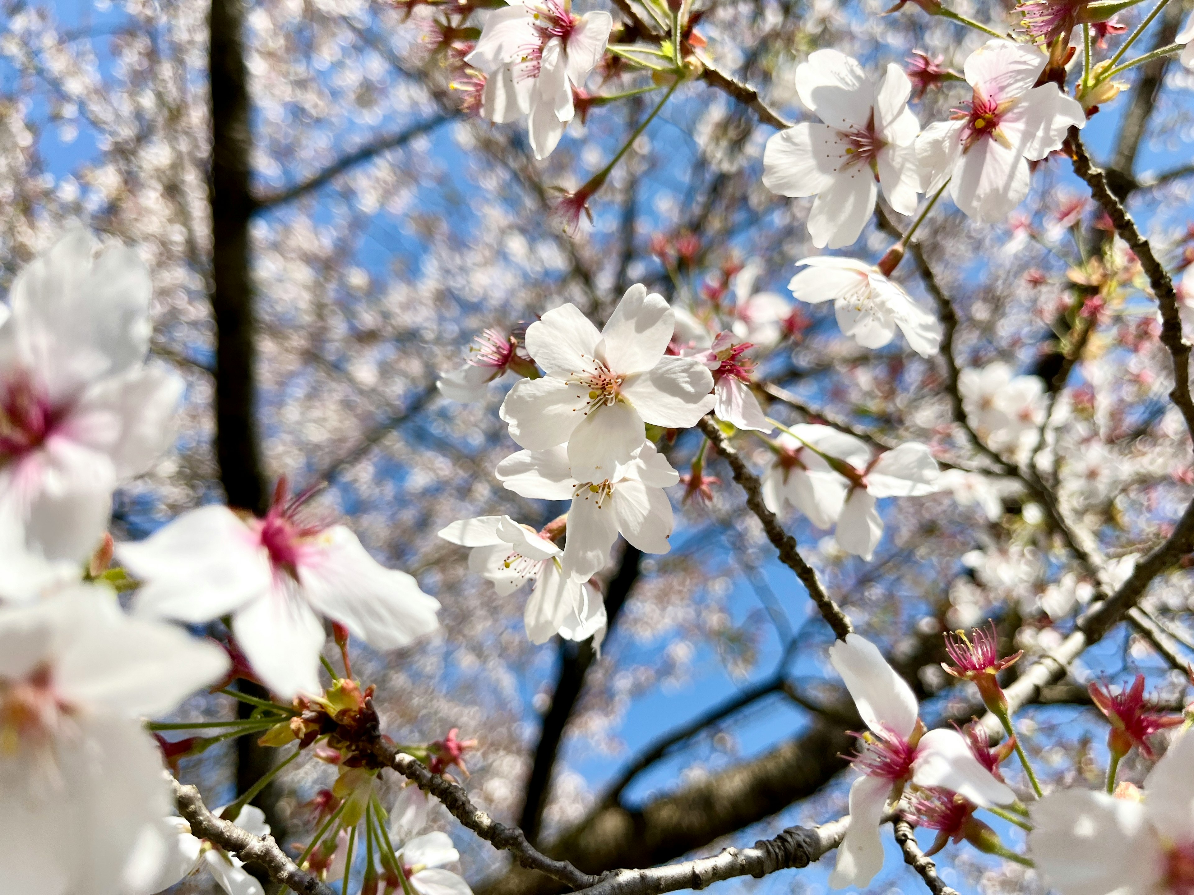 Gros plan de fleurs de cerisier fleurissant sous un ciel bleu