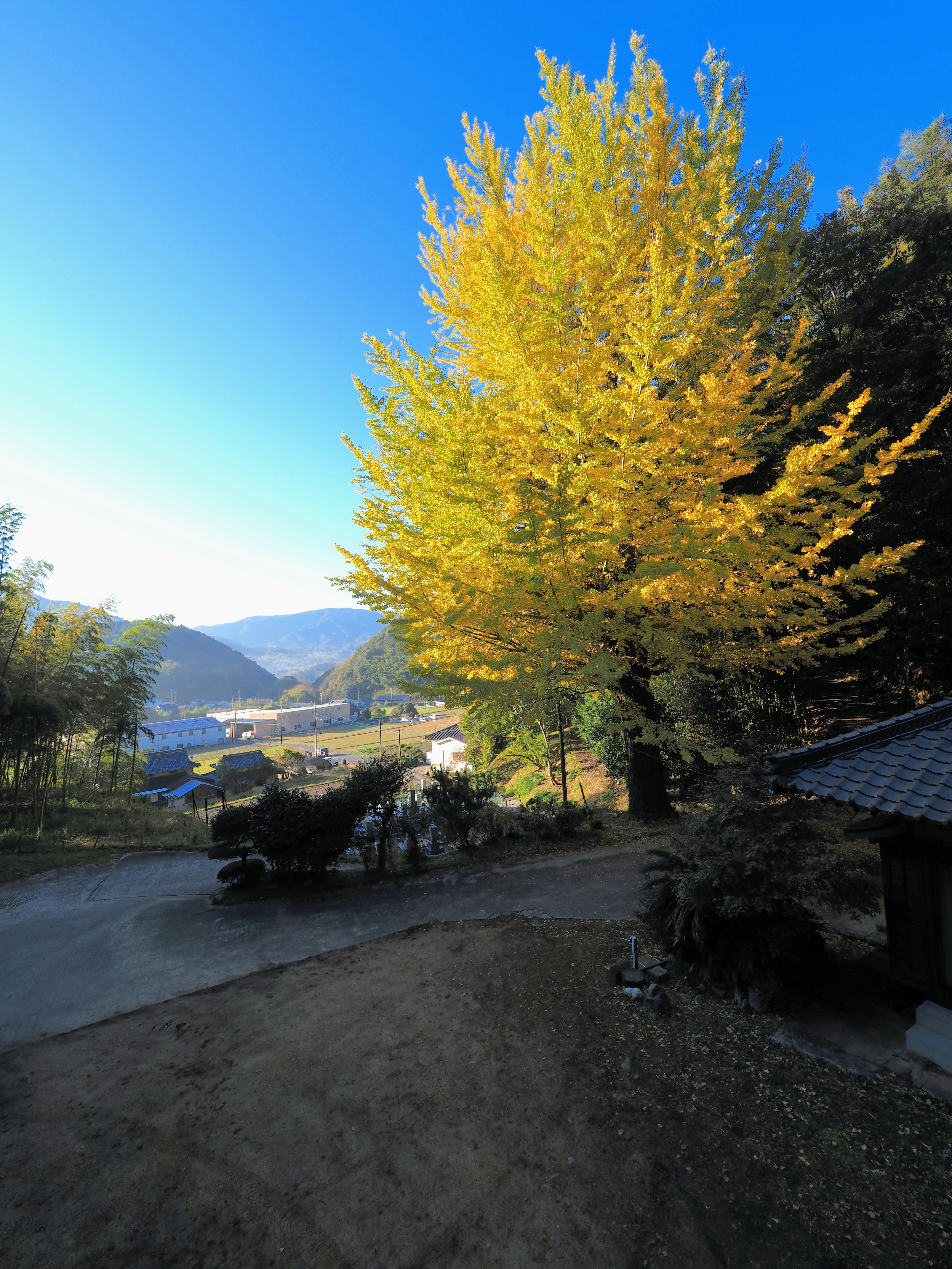 Large tree with vibrant yellow leaves against a clear blue sky