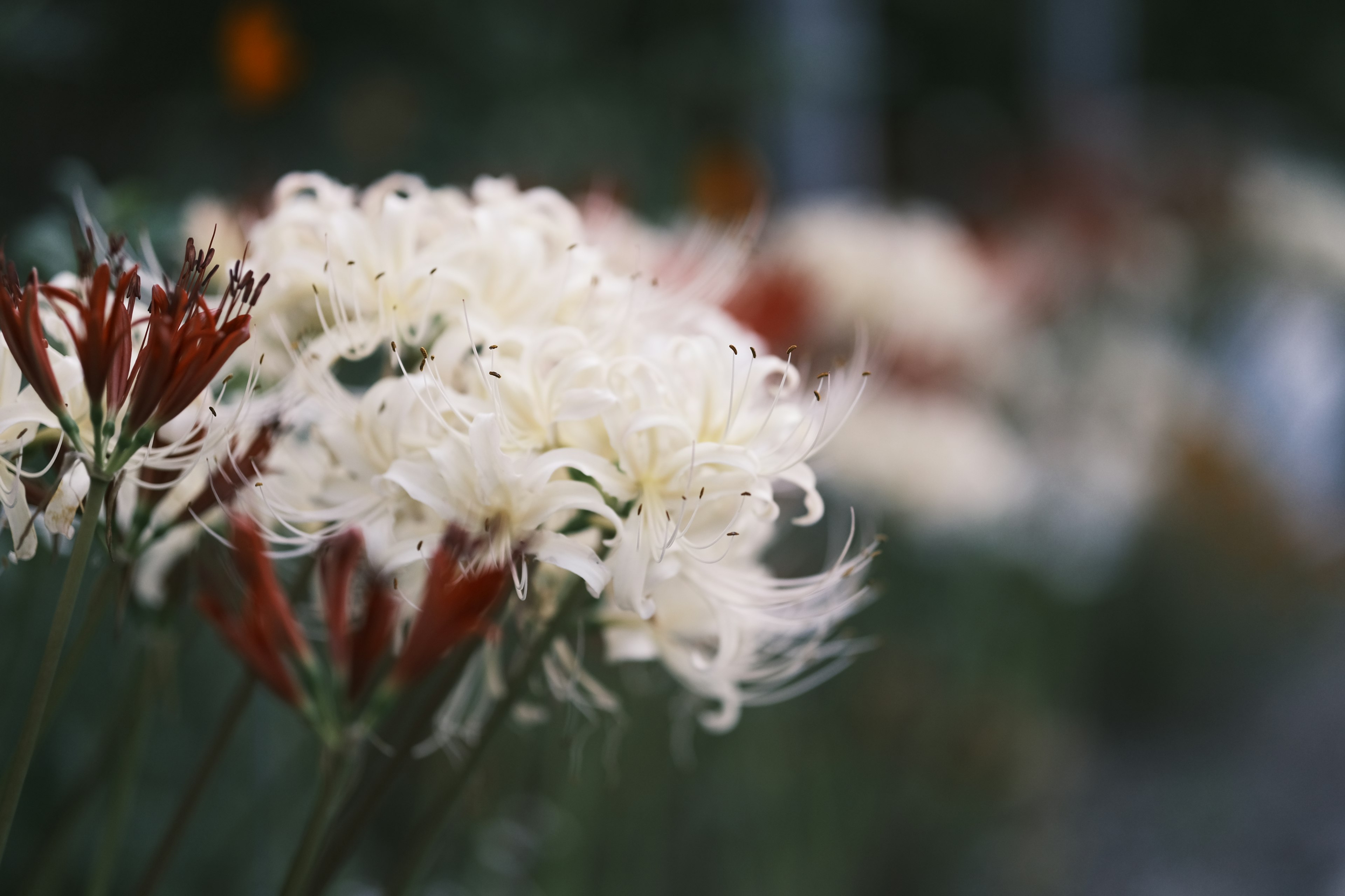 白い花と赤い花が混在した美しい花畑の画像