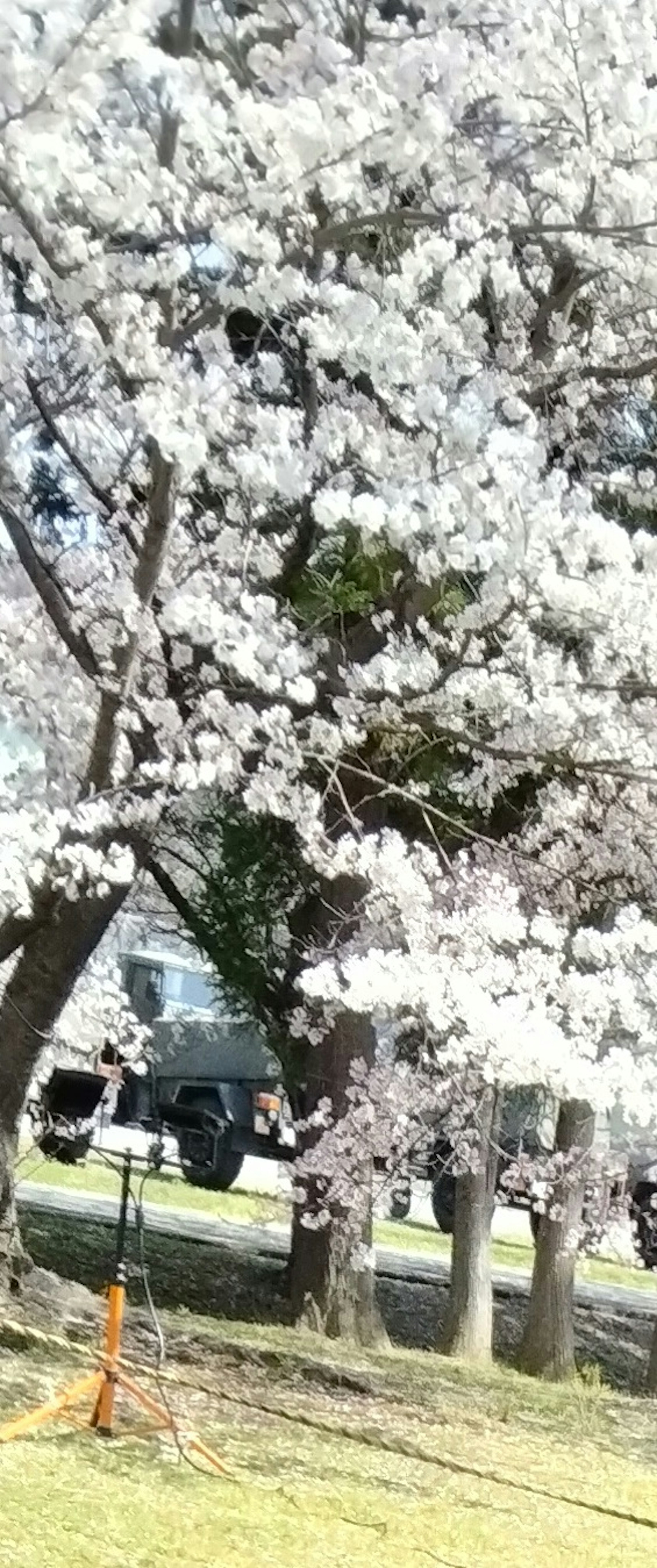 櫻花樹盛開，白色花朵