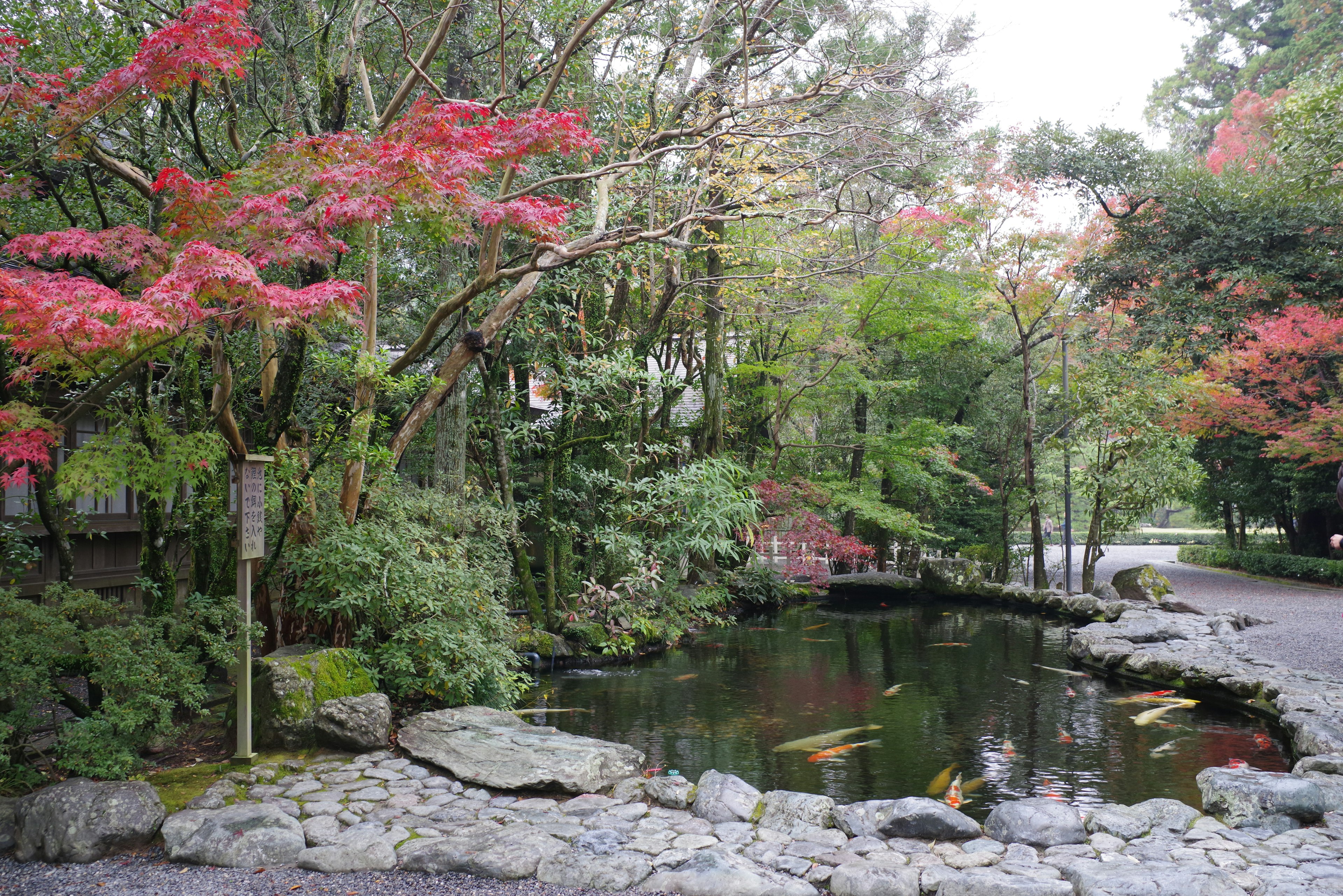 秋季树叶环绕的池塘美景