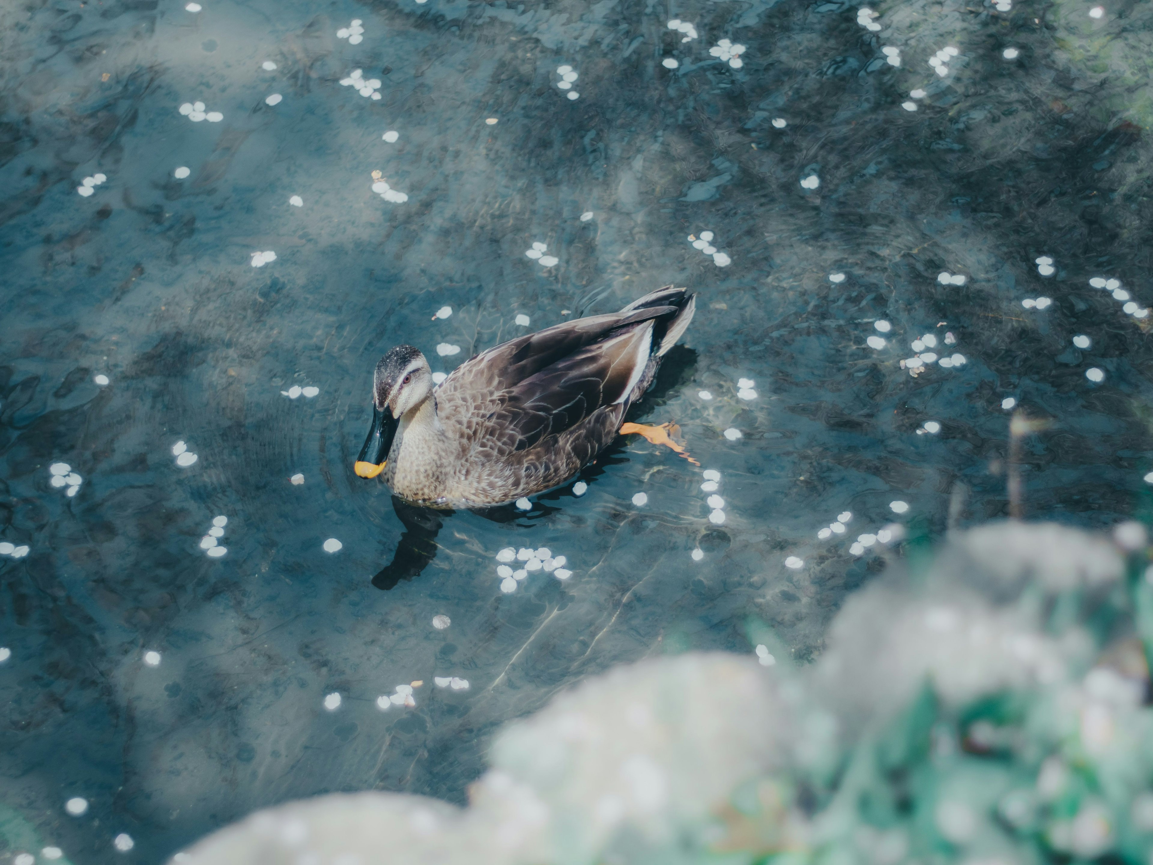 Pato flotando en el agua rodeado de pétalos de flores esparcidos
