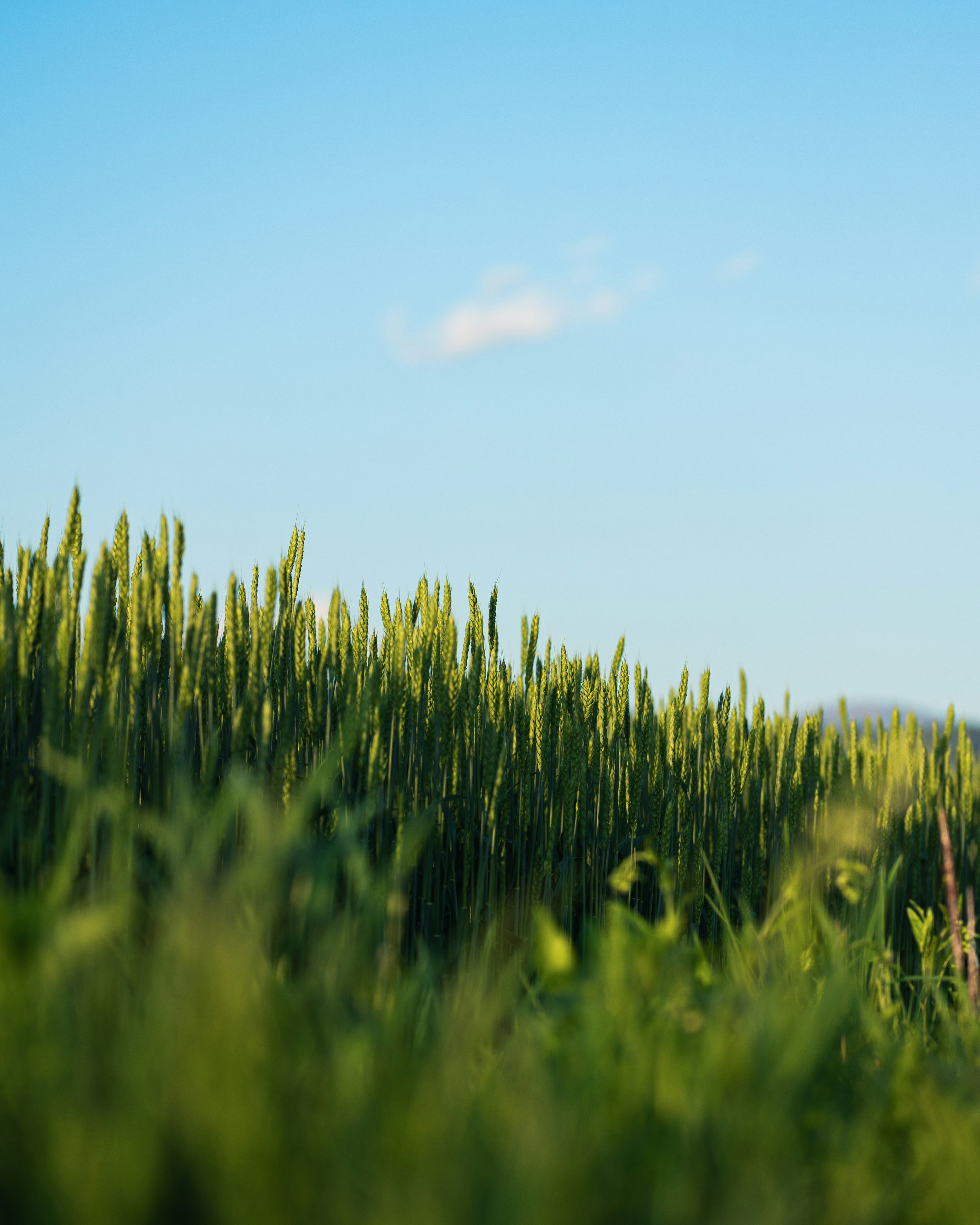 Champ de grains verts sous un ciel bleu avec quelques nuages