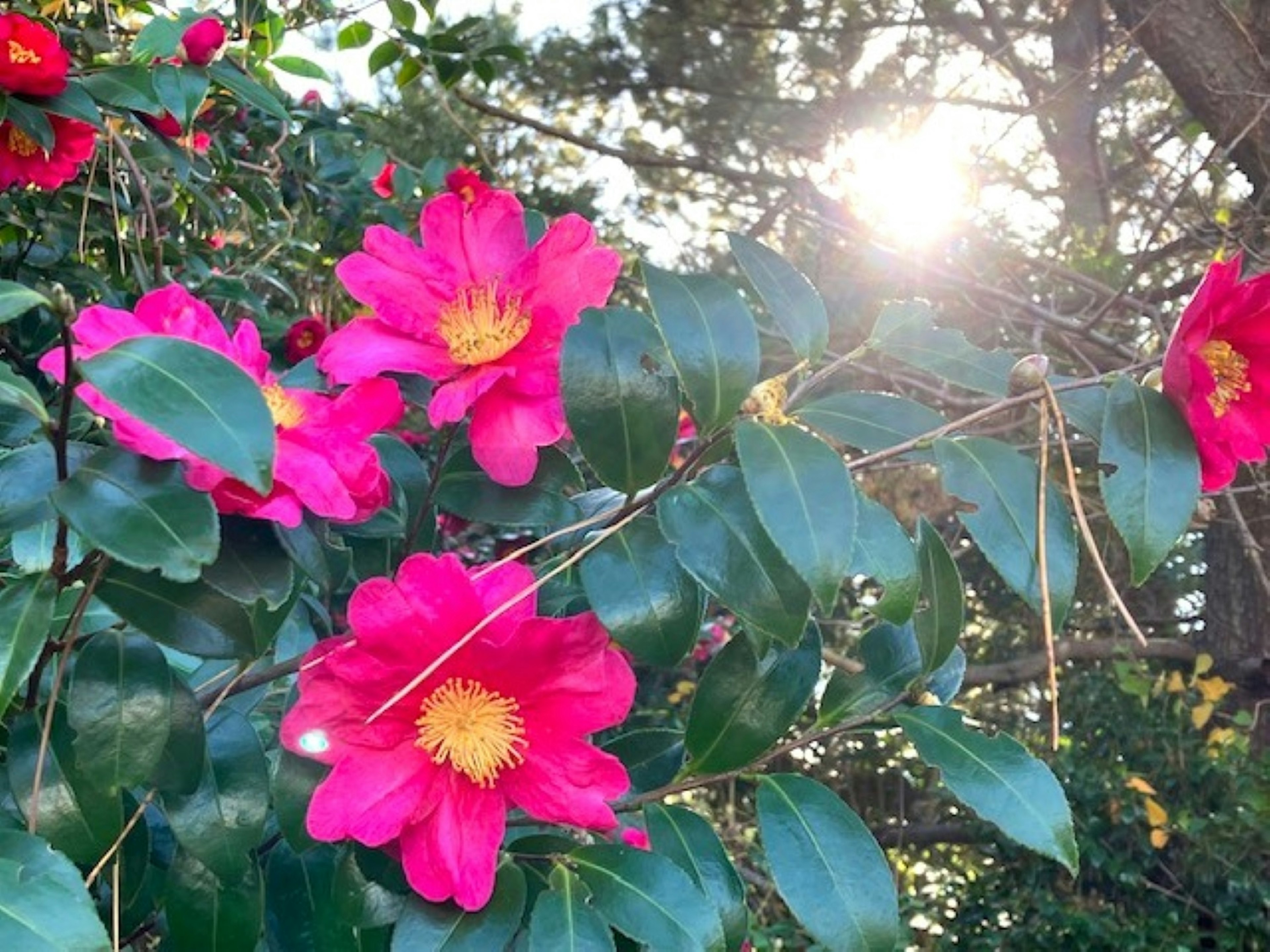 Vibrant pink flowers with green leaves illuminated by sunlight in the background