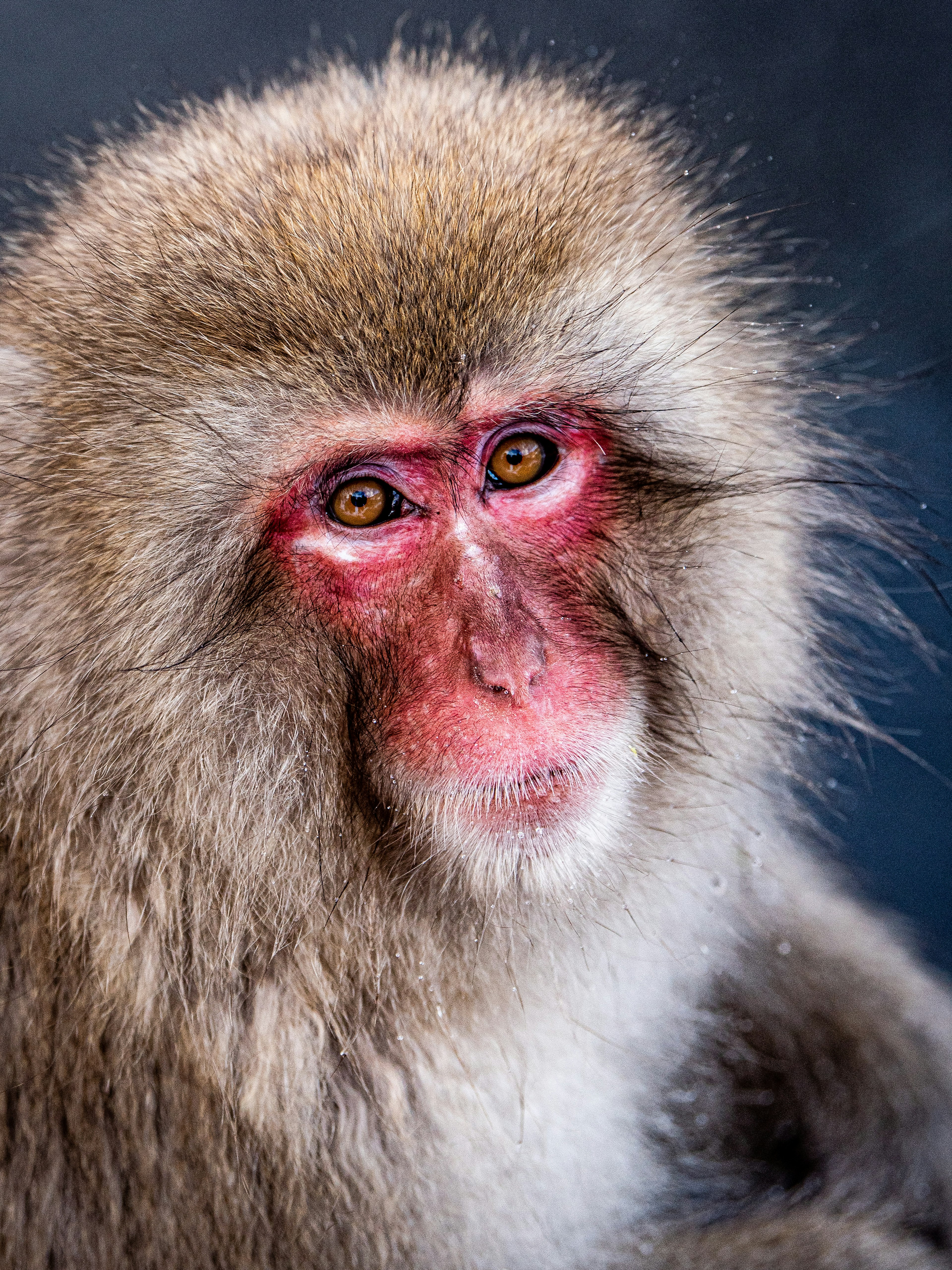 Close-up of a monkey's face with fur and distinct red facial features