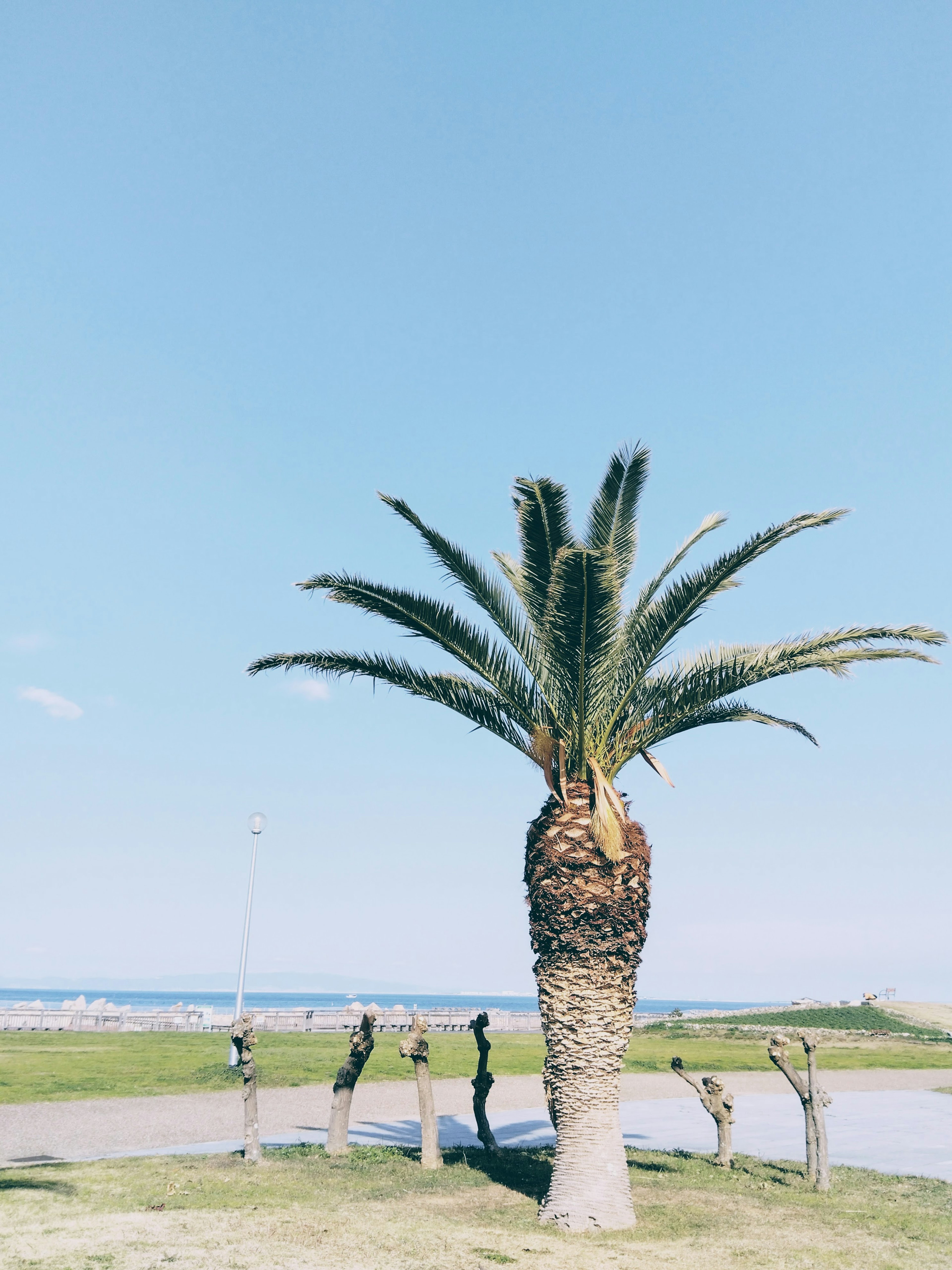 Palm tree standing under a blue sky with a view of the sea