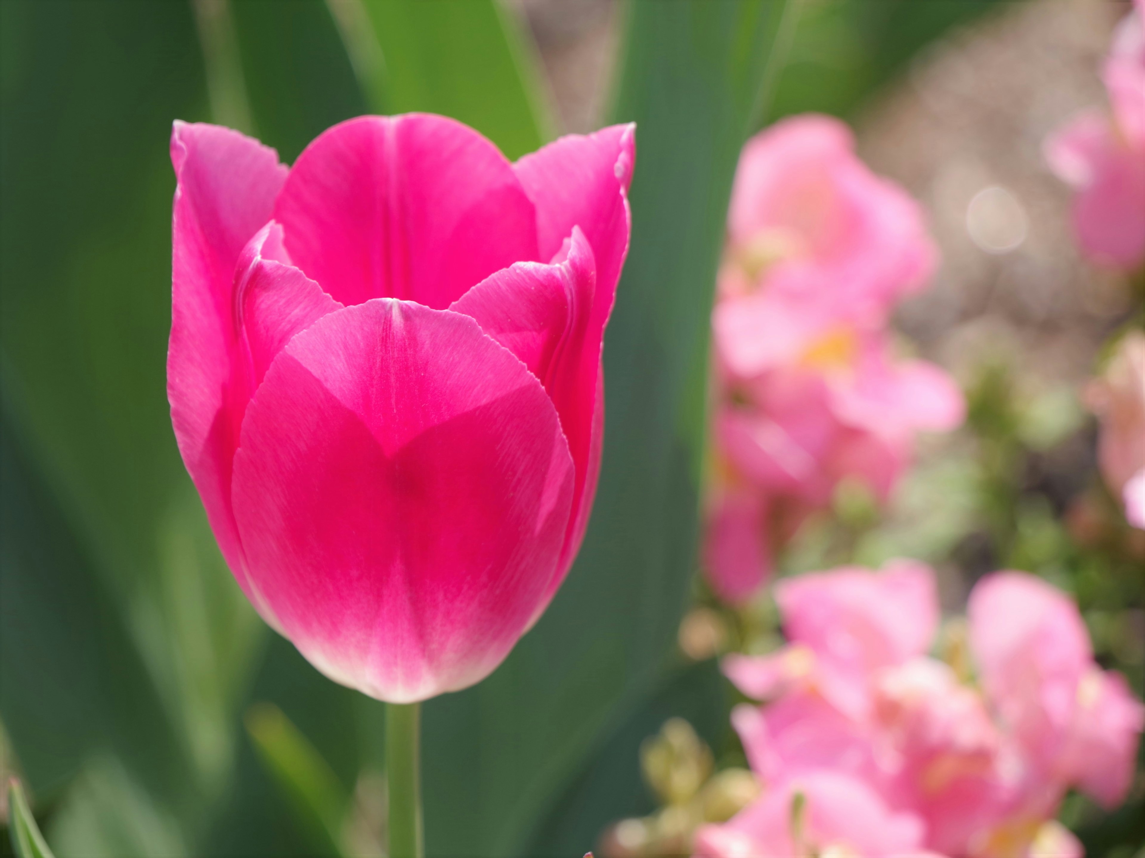 Tulipán rosa vibrante floreciendo en un jardín