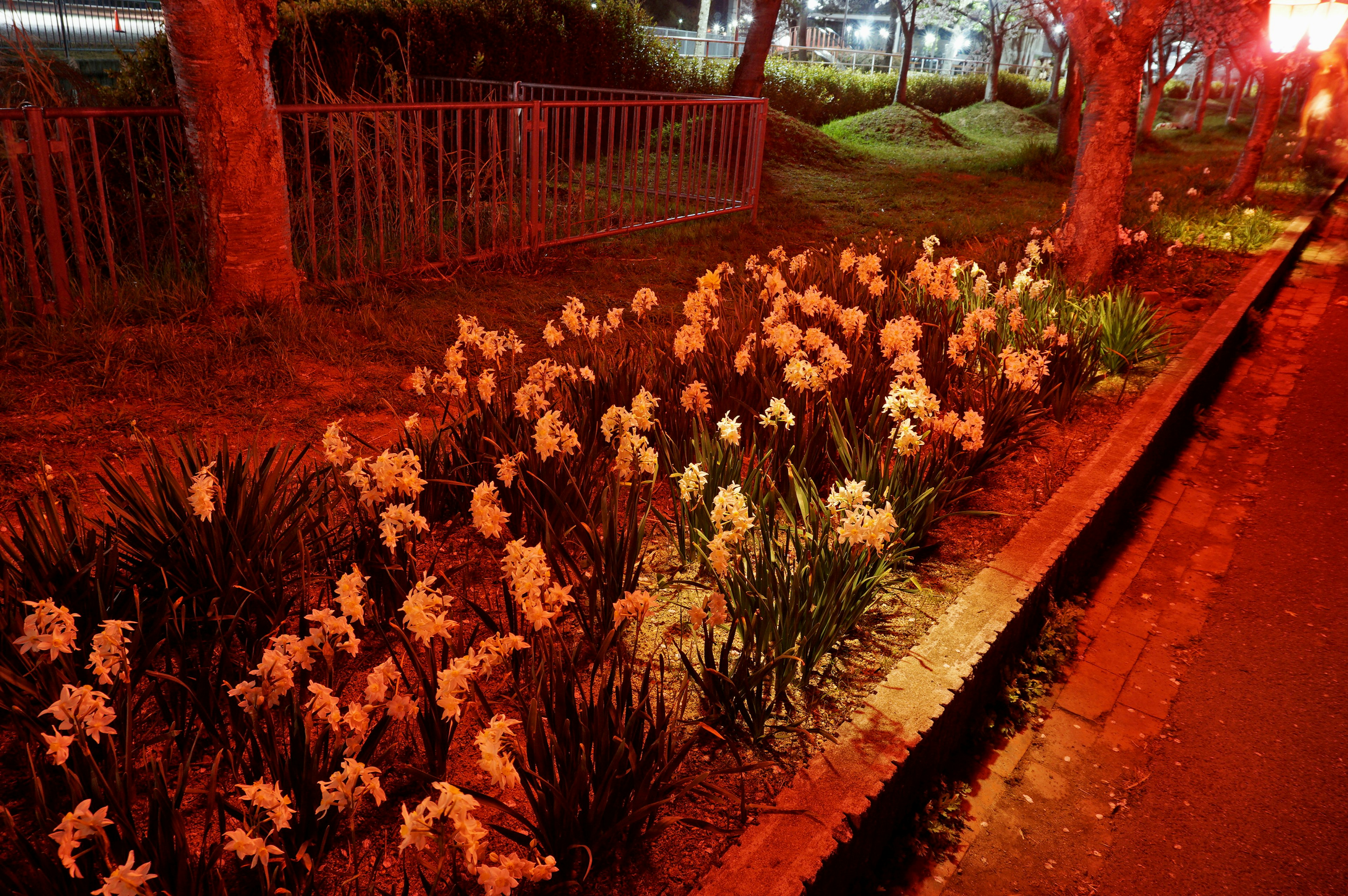 Blumenbeet mit weißen Blumen, beleuchtet von rotem Licht