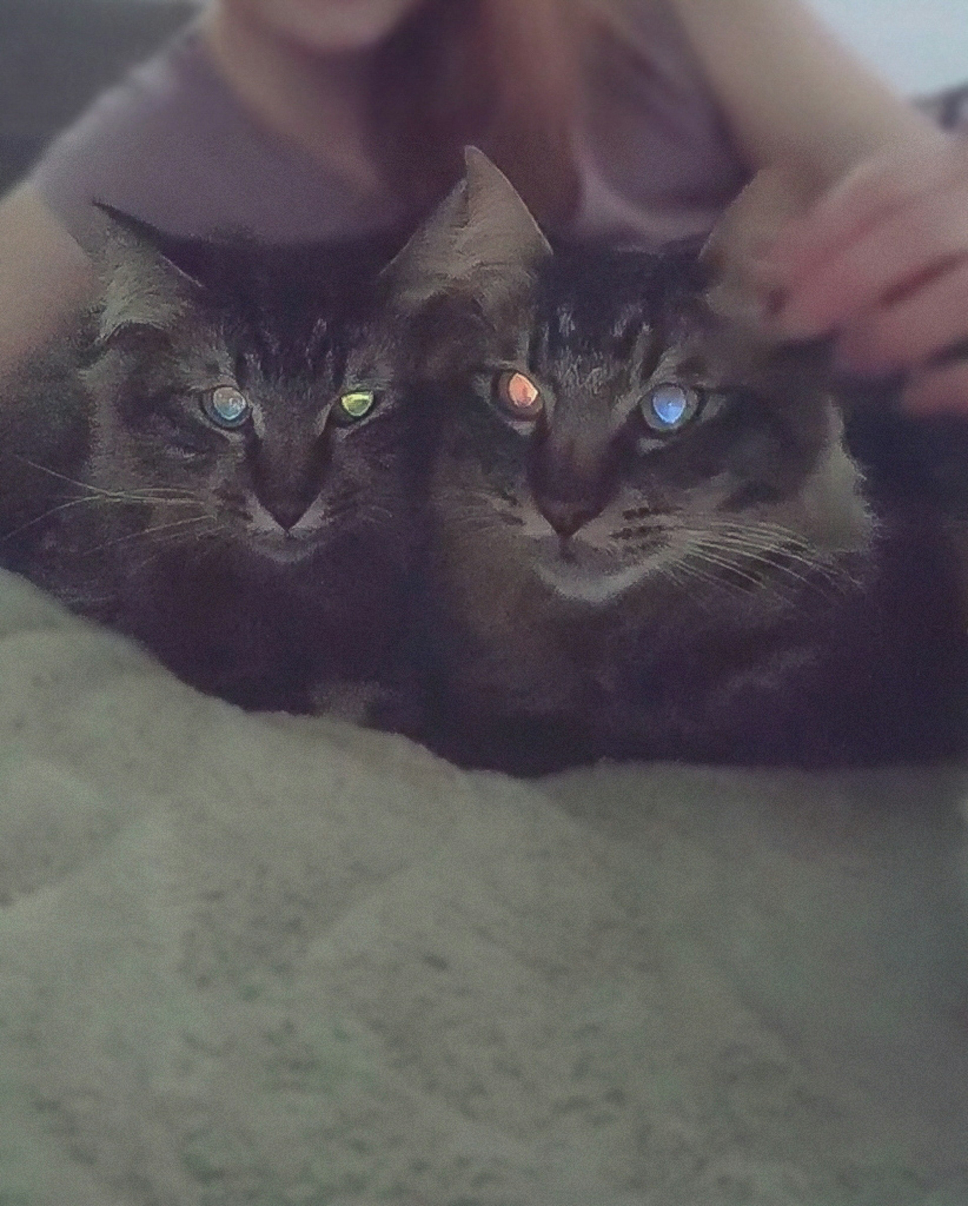 Two cats sitting closely together with glowing eyes on a soft blanket